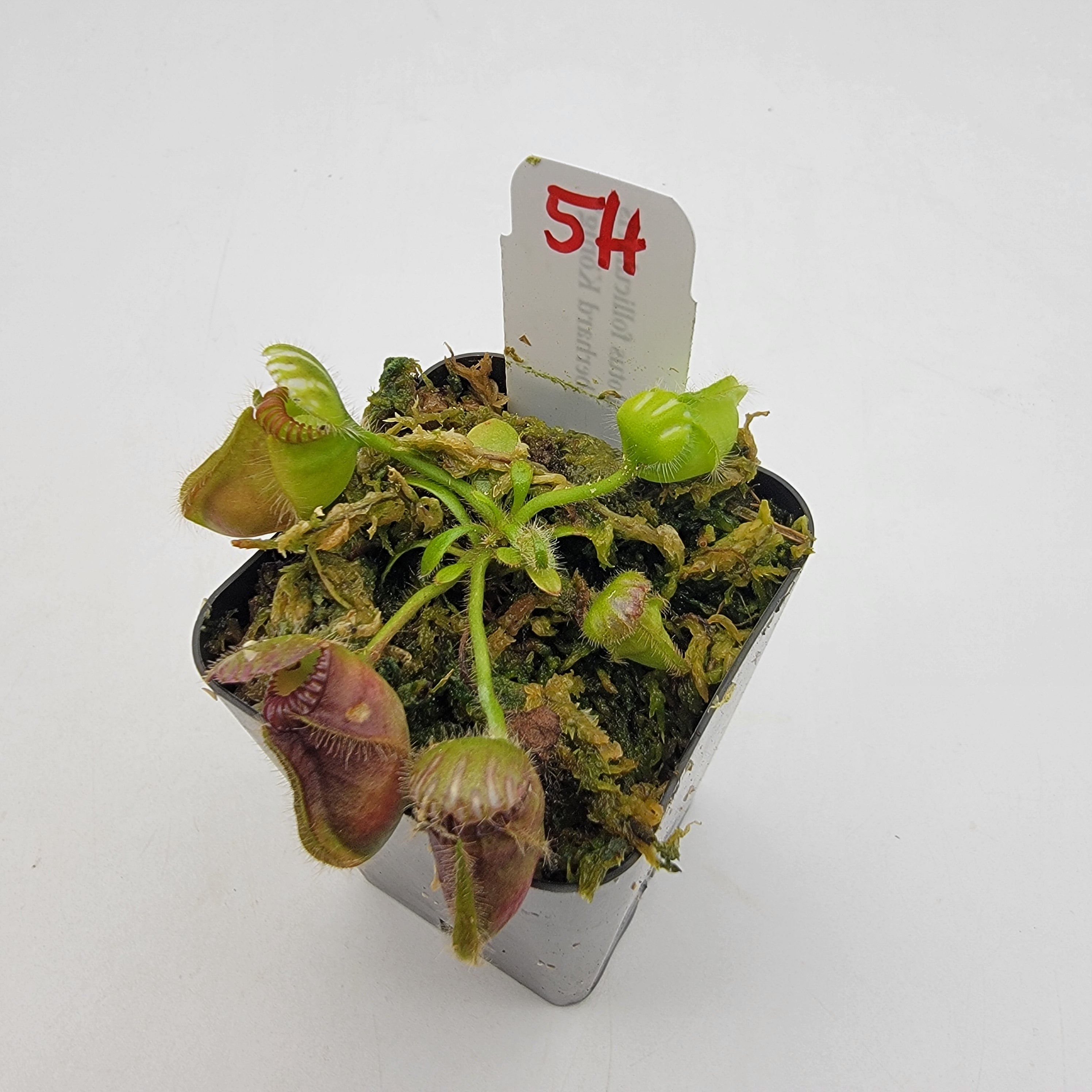Cephalotus follicularis "Dr. Eberhard König" [WEK-(1H-9H)] -Cephalotus -Rainbow Carnivorous Plants LLC