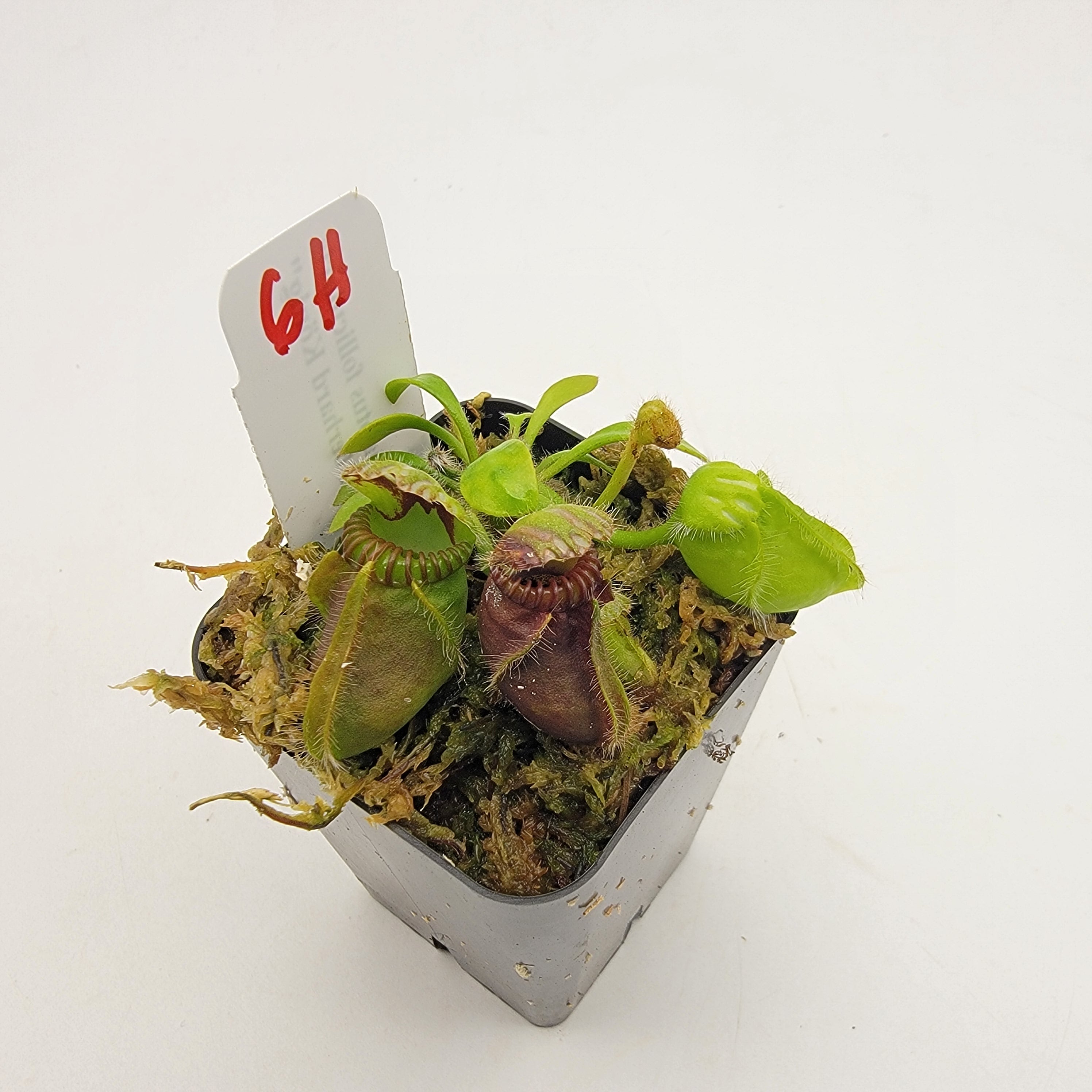 Cephalotus follicularis "Dr. Eberhard König" [WEK-(1H-9H)] -Cephalotus -Rainbow Carnivorous Plants LLC
