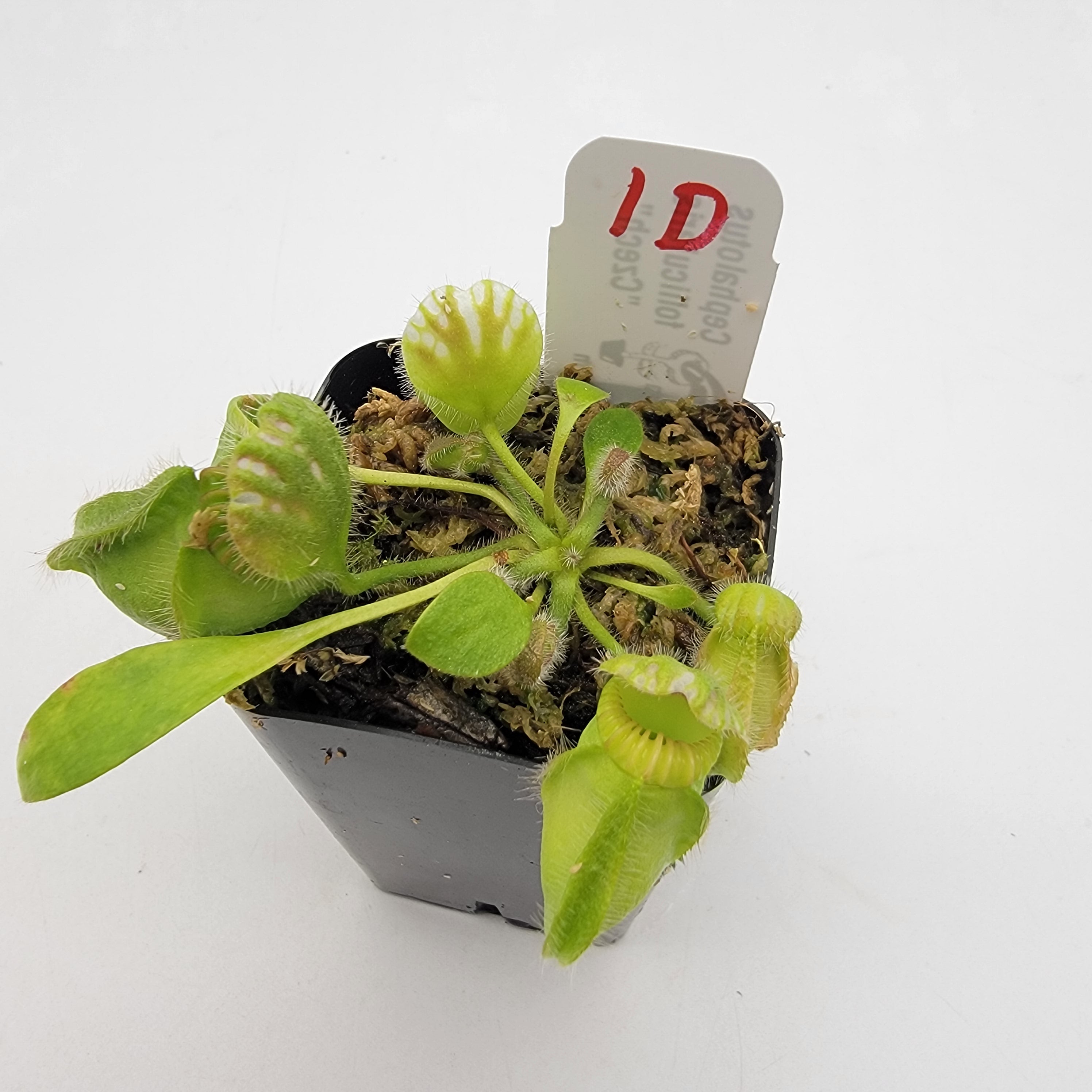Cephalotus follicularis "Czech" WCZ (1D-5D) -Cephalotus -Rainbow Carnivorous Plants LLC