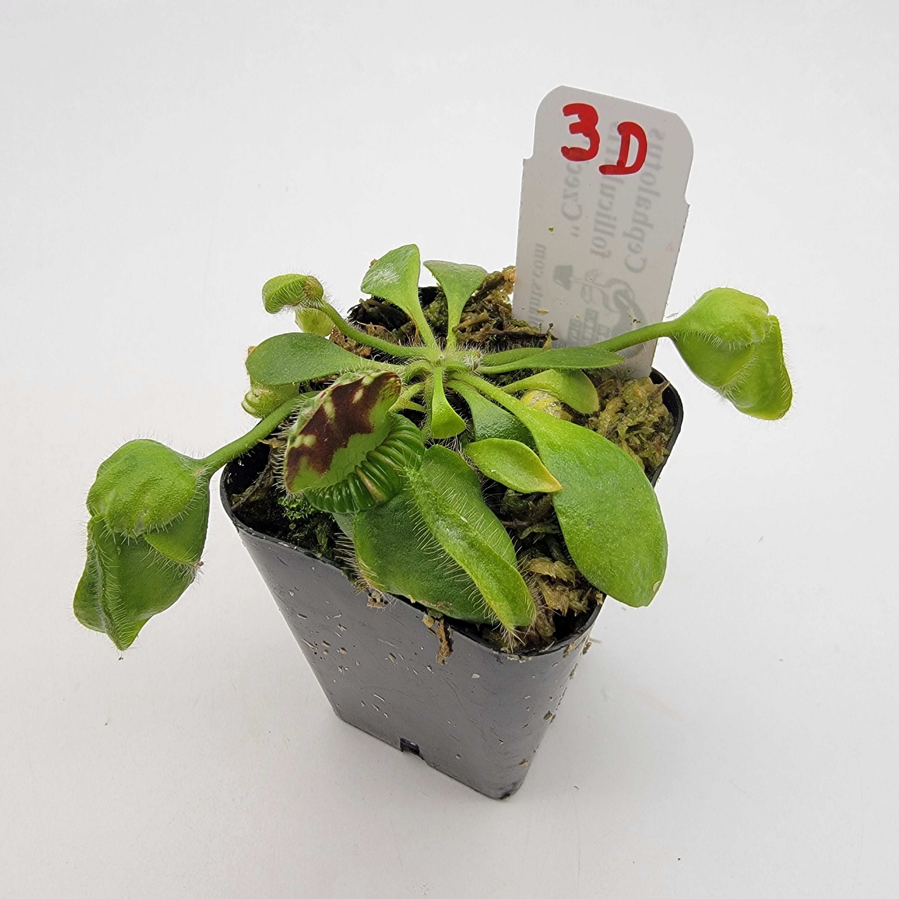 Cephalotus follicularis "Czech" WCZ (1D-5D) -Cephalotus -Rainbow Carnivorous Plants LLC