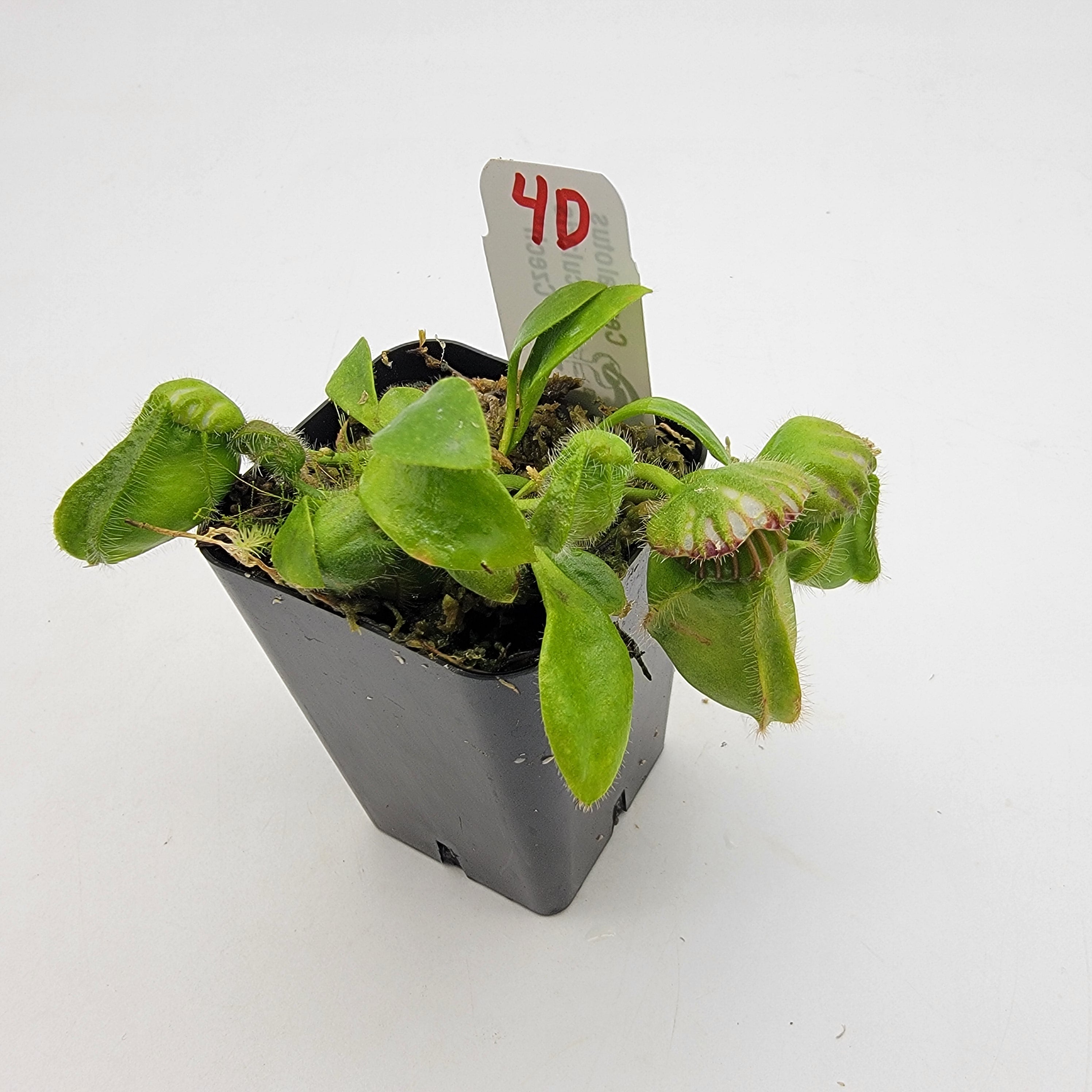 Cephalotus follicularis "Czech" WCZ (1D-5D) -Cephalotus -Rainbow Carnivorous Plants LLC