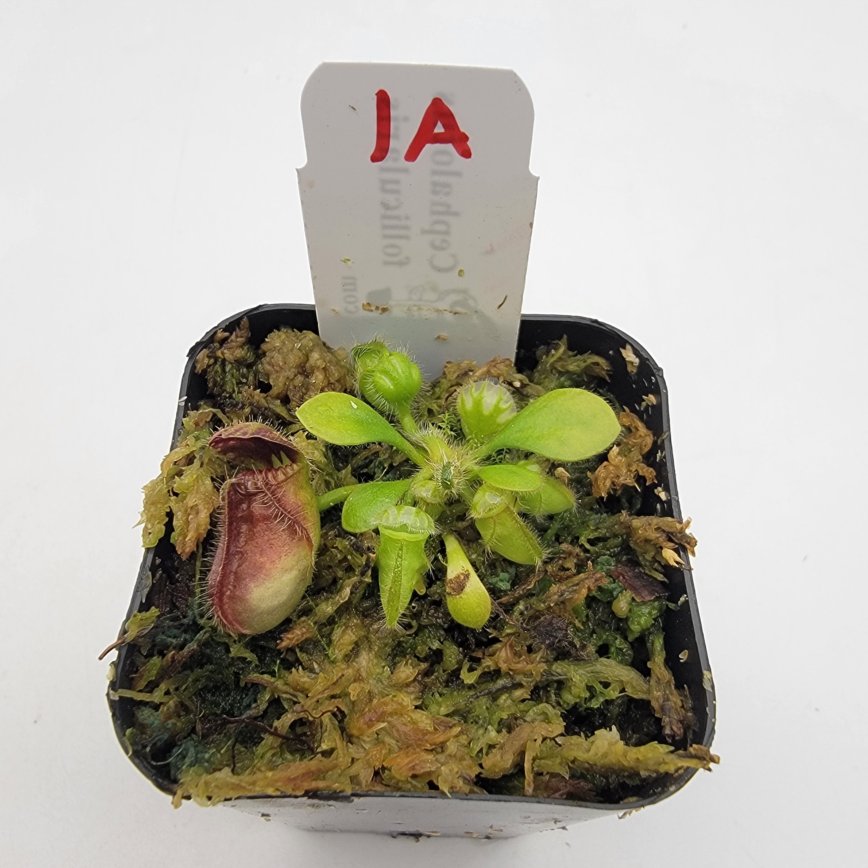 Cephalotus follicularis WCF (1A-16A) - -Rainbow Carnivorous Plants LLC