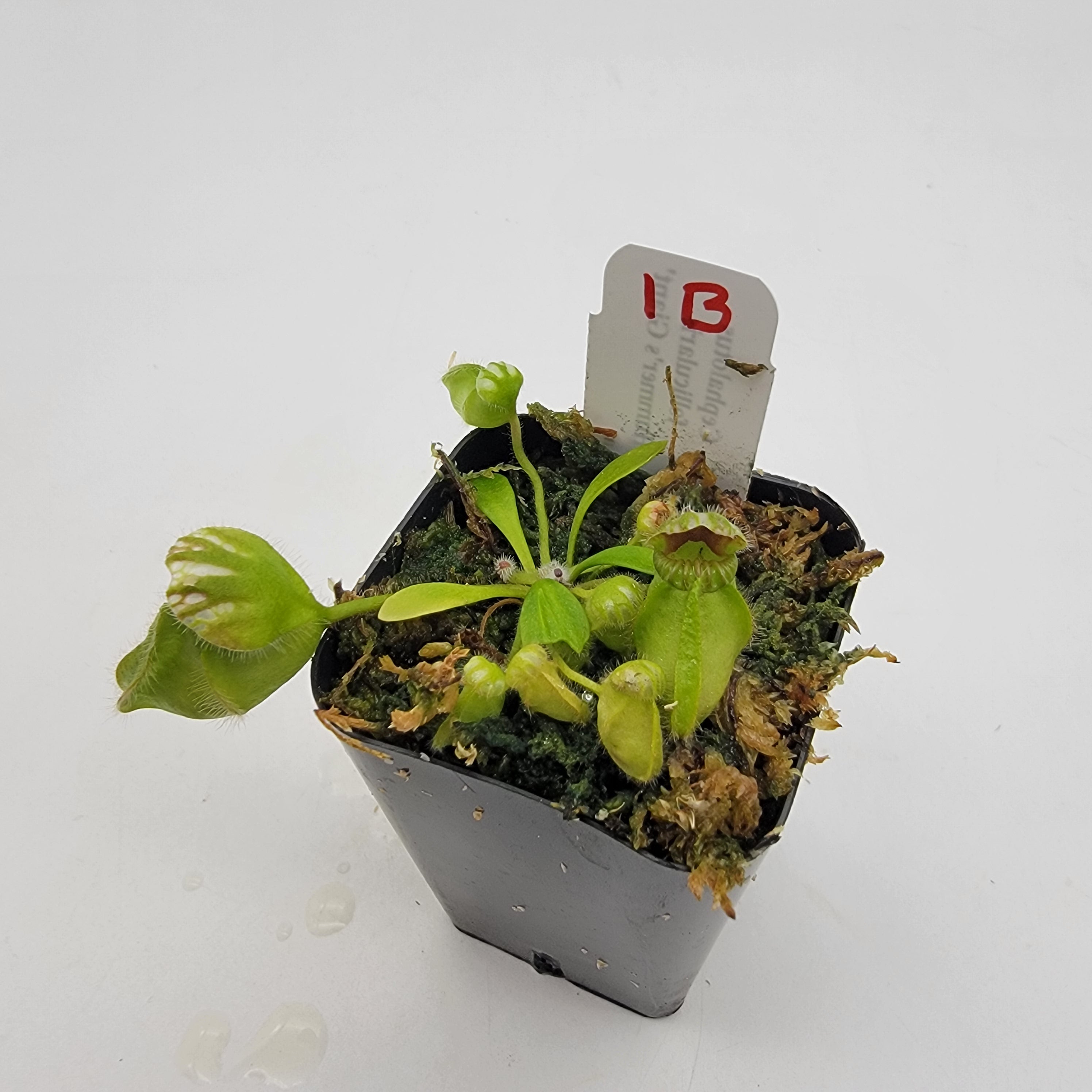 Cephalotus follicularis 'Hummer's Giant' WHG (1B-20B) -Cephalotus -Rainbow Carnivorous Plants LLC