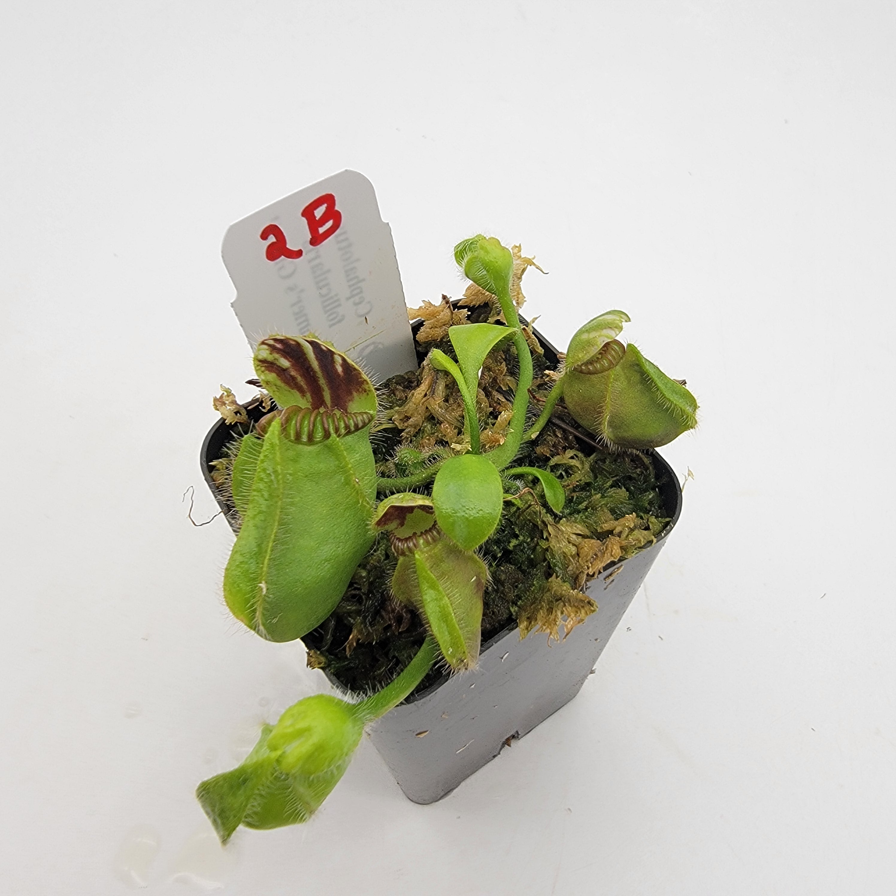 Cephalotus follicularis 'Hummer's Giant' WHG (1B-20B) -Cephalotus -Rainbow Carnivorous Plants LLC