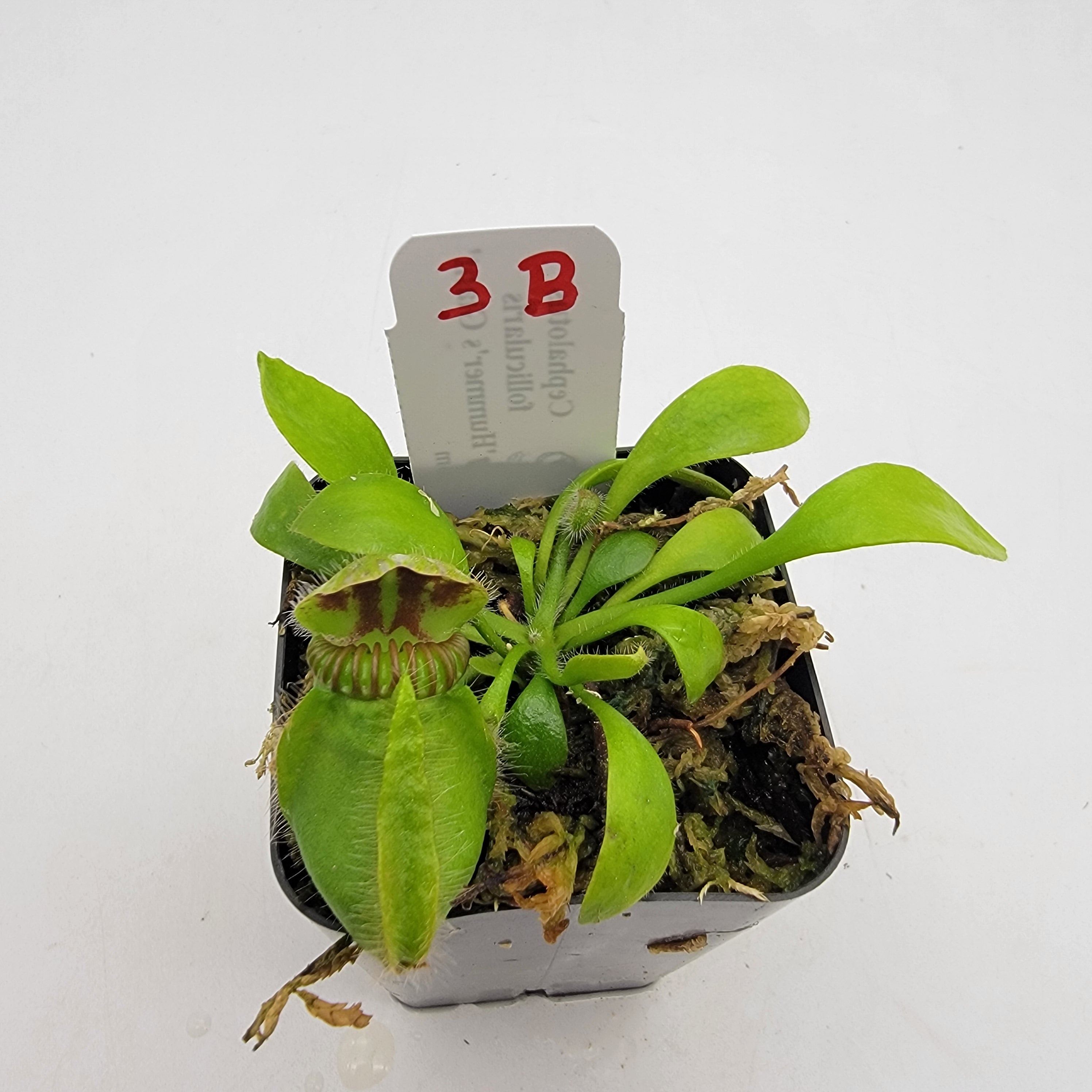 Cephalotus follicularis 'Hummer's Giant' WHG (1B-20B) -Cephalotus -Rainbow Carnivorous Plants LLC