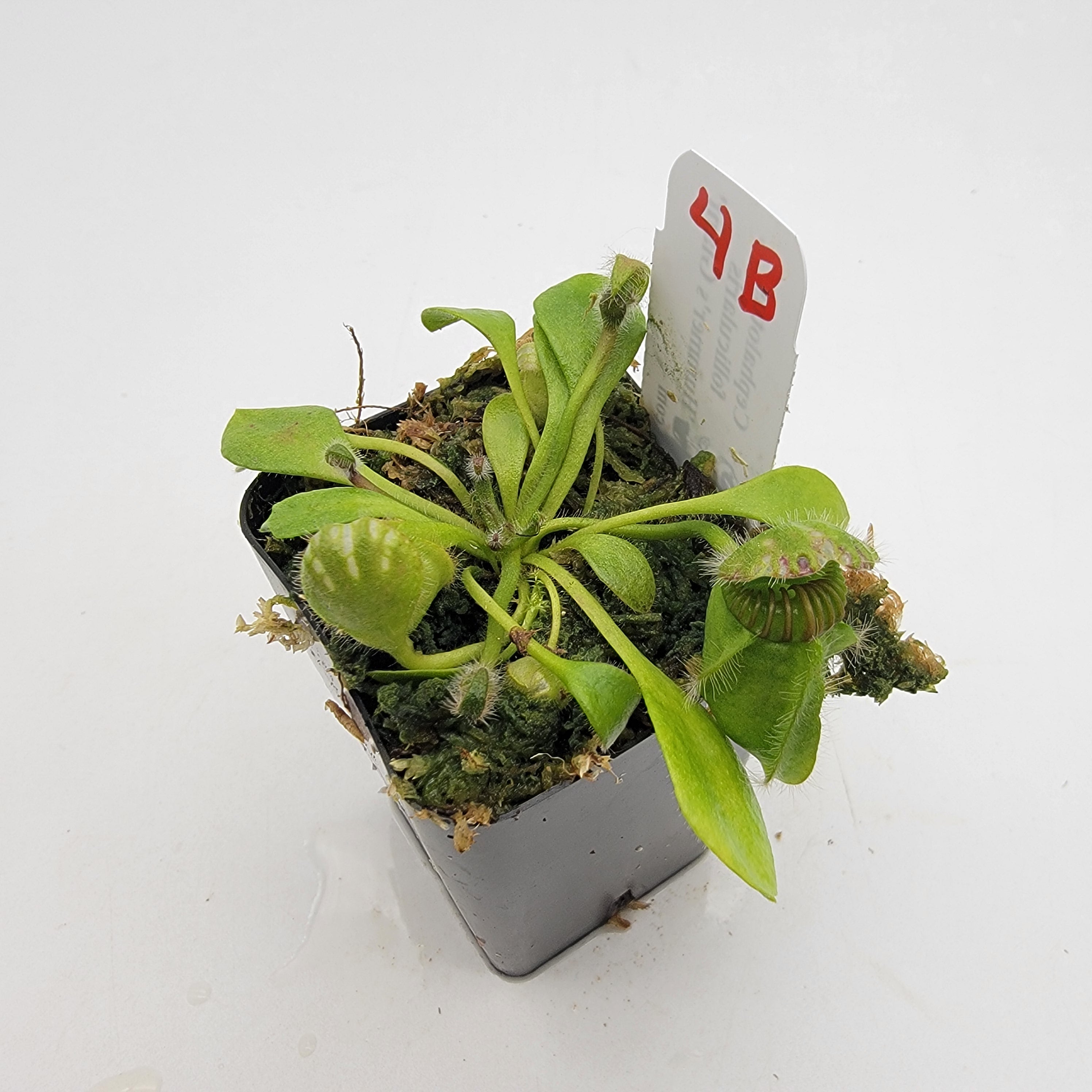 Cephalotus follicularis 'Hummer's Giant' WHG (1B-20B) -Cephalotus -Rainbow Carnivorous Plants LLC