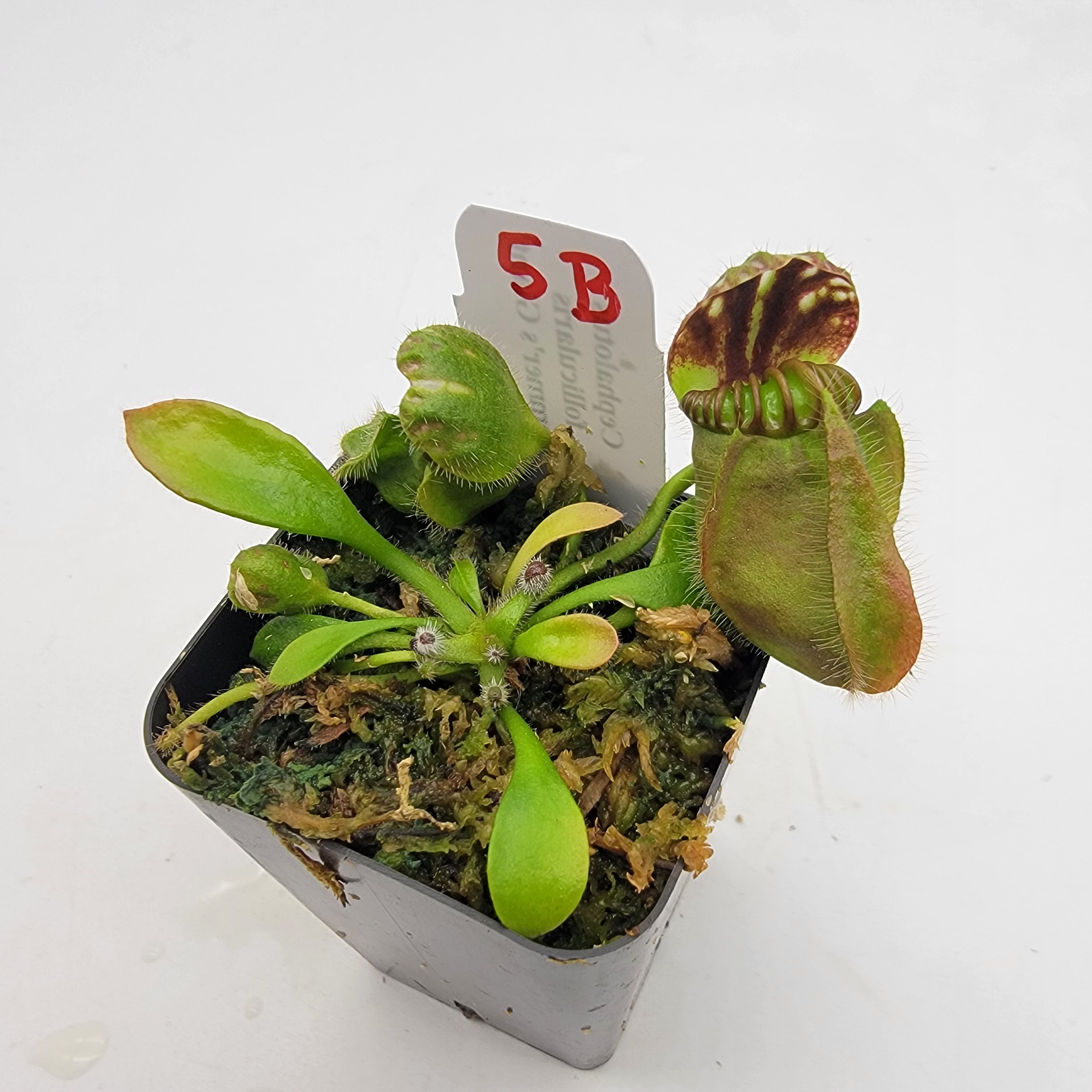 cephlotus Hummer'sGiant BCP 選別No.1 Cephalotus follicularis “Phil Mann” x “Hummers Giant