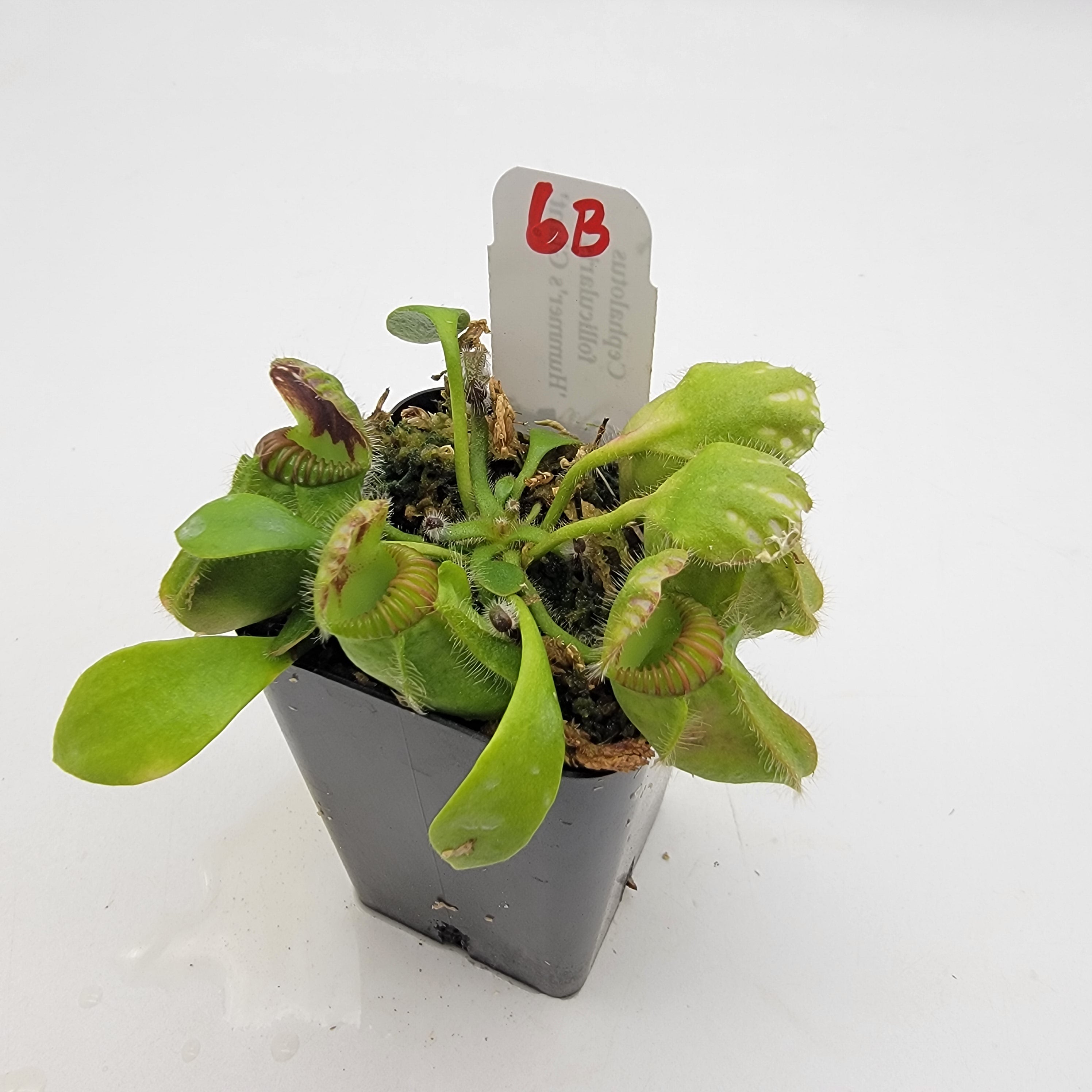 Cephalotus follicularis 'Hummer's Giant' WHG (1B-20B) -Cephalotus -Rainbow Carnivorous Plants LLC