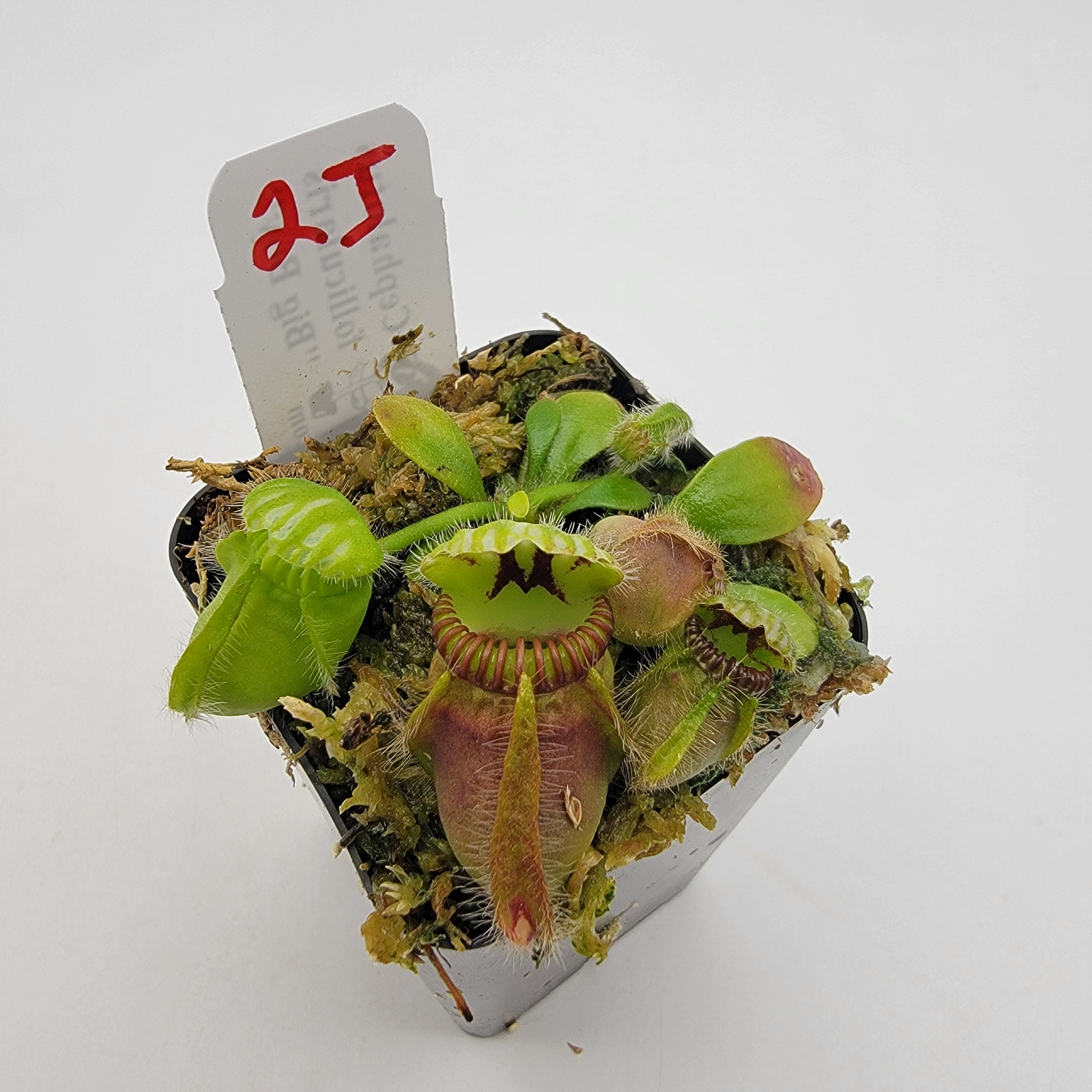 Cephalotus follicularis "Big Boy" WBB-(1J-9J) -Cephalotus -Rainbow Carnivorous Plants LLC