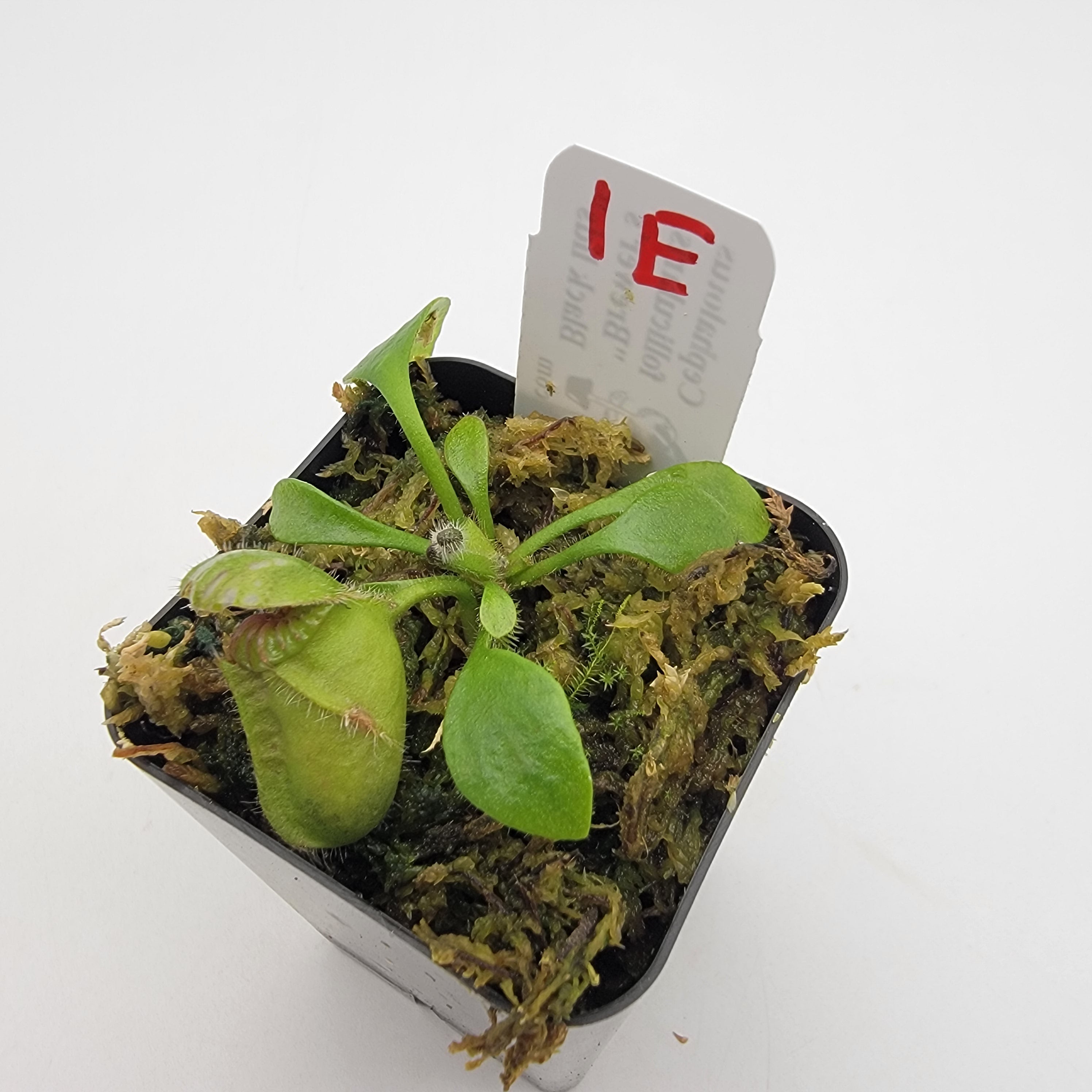 Cephalotus follicularis "Brewer's Black Lids" WBL-(1E-10E) - -Rainbow Carnivorous Plants LLC