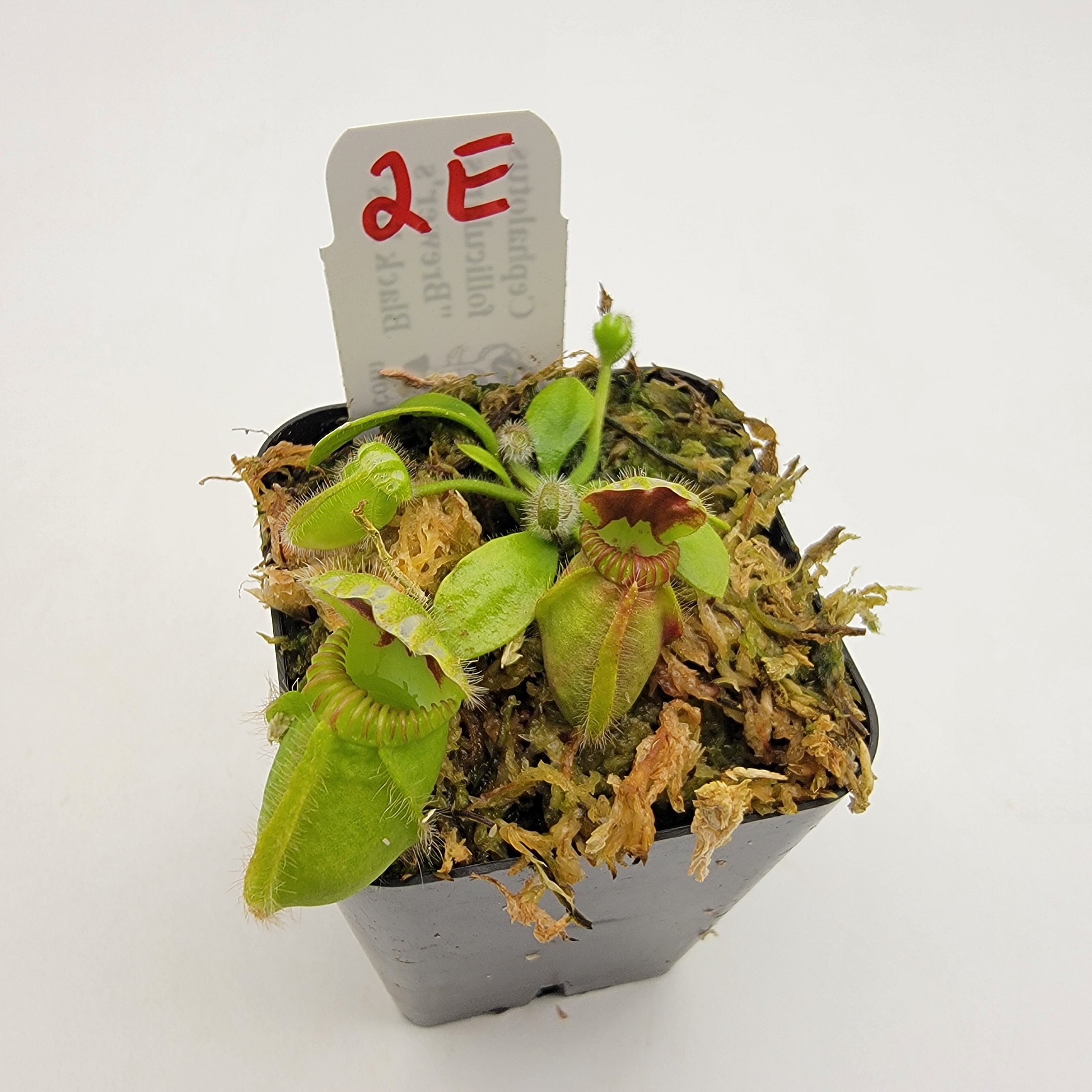 Cephalotus follicularis "Brewer's Black Lids" WBL-(1E-10E) - -Rainbow Carnivorous Plants LLC