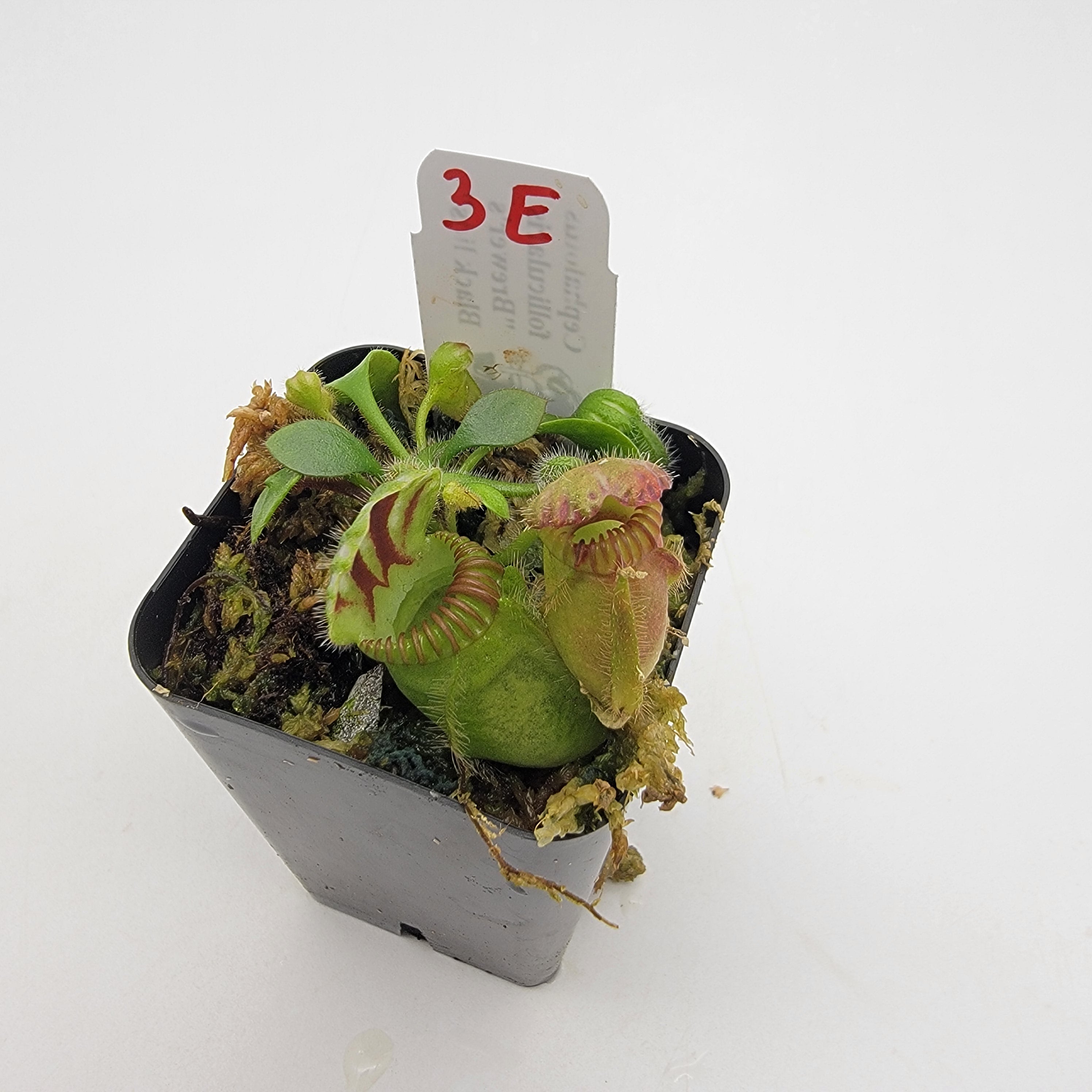 Cephalotus follicularis "Brewer's Black Lids" WBL-(1E-10E) - -Rainbow Carnivorous Plants LLC