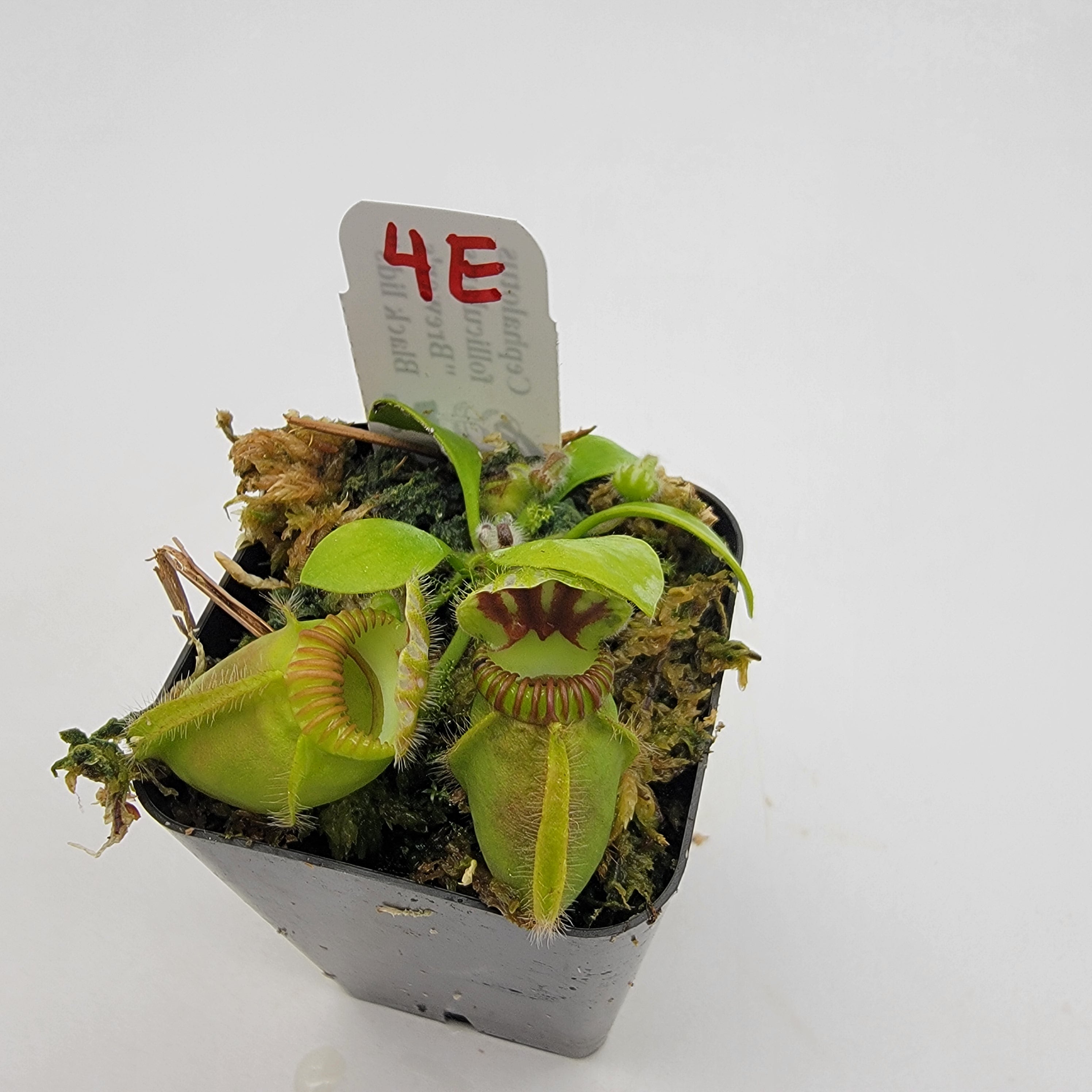 Cephalotus follicularis 