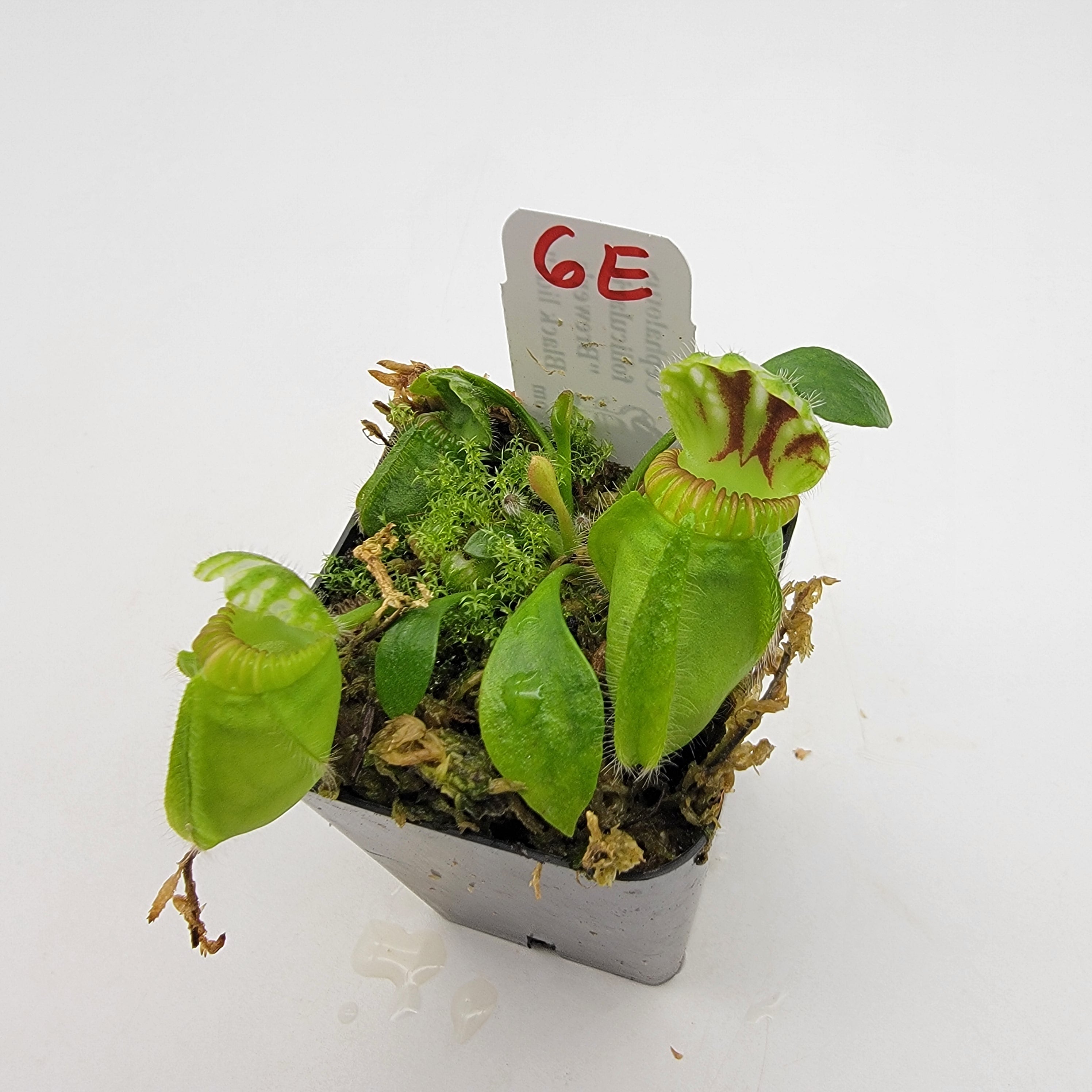 Cephalotus follicularis "Brewer's Black Lids" WBL-(1E-10E) - -Rainbow Carnivorous Plants LLC