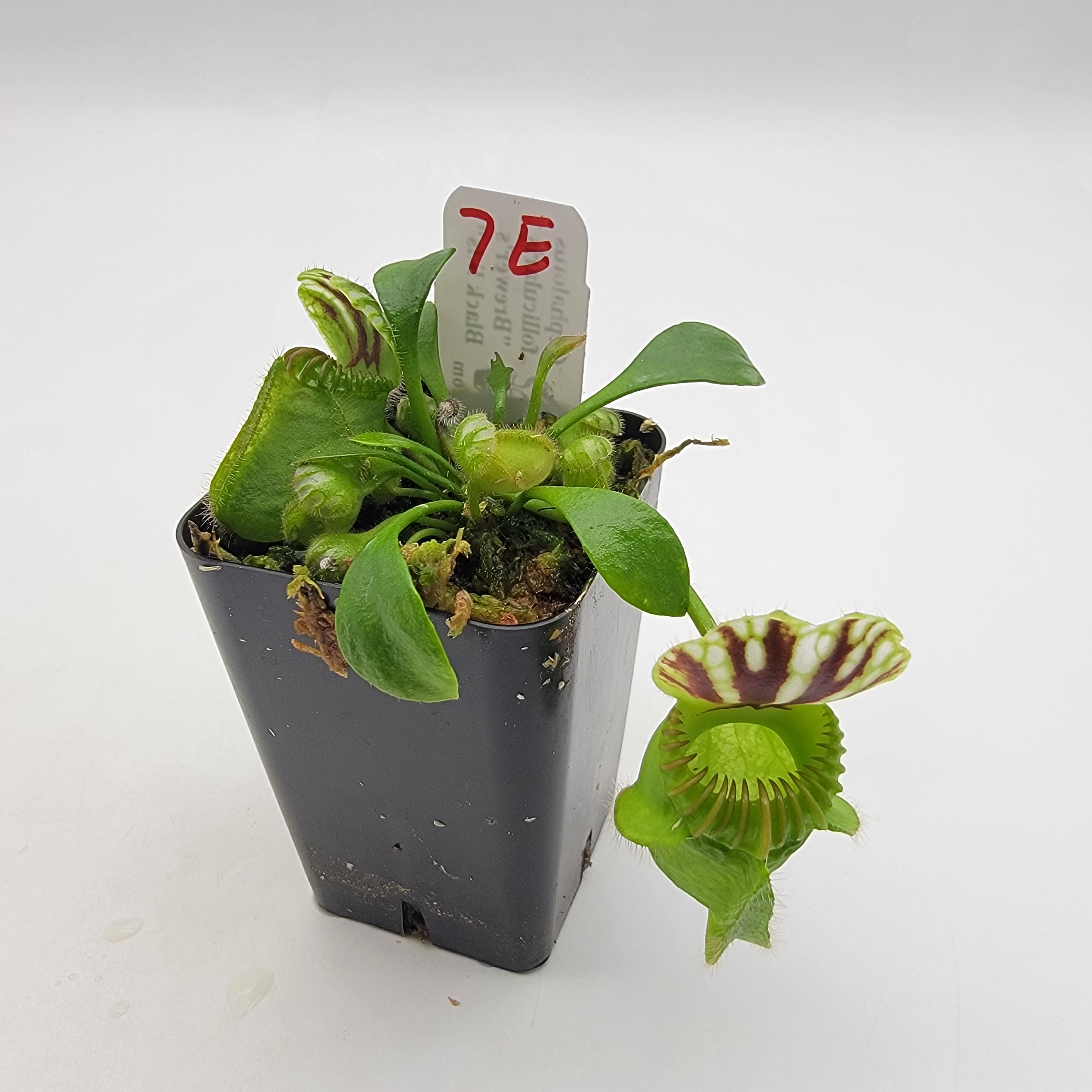 Cephalotus follicularis "Brewer's Black Lids" WBL-(1E-10E) - -Rainbow Carnivorous Plants LLC