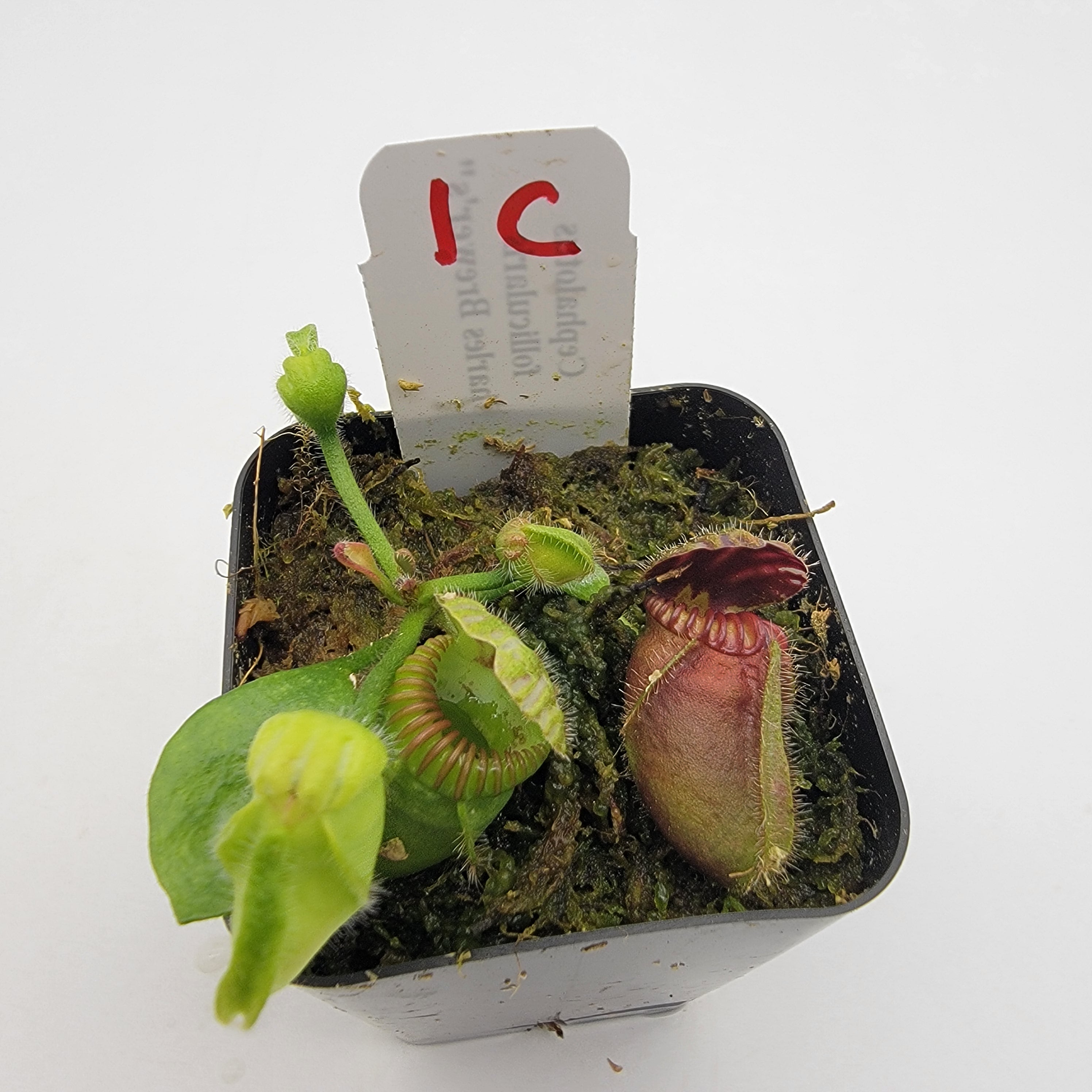 Cephalotus follicularis "Charles Brewer's" clone WCB (1C-16C) -Cephalotus -Rainbow Carnivorous Plants LLC