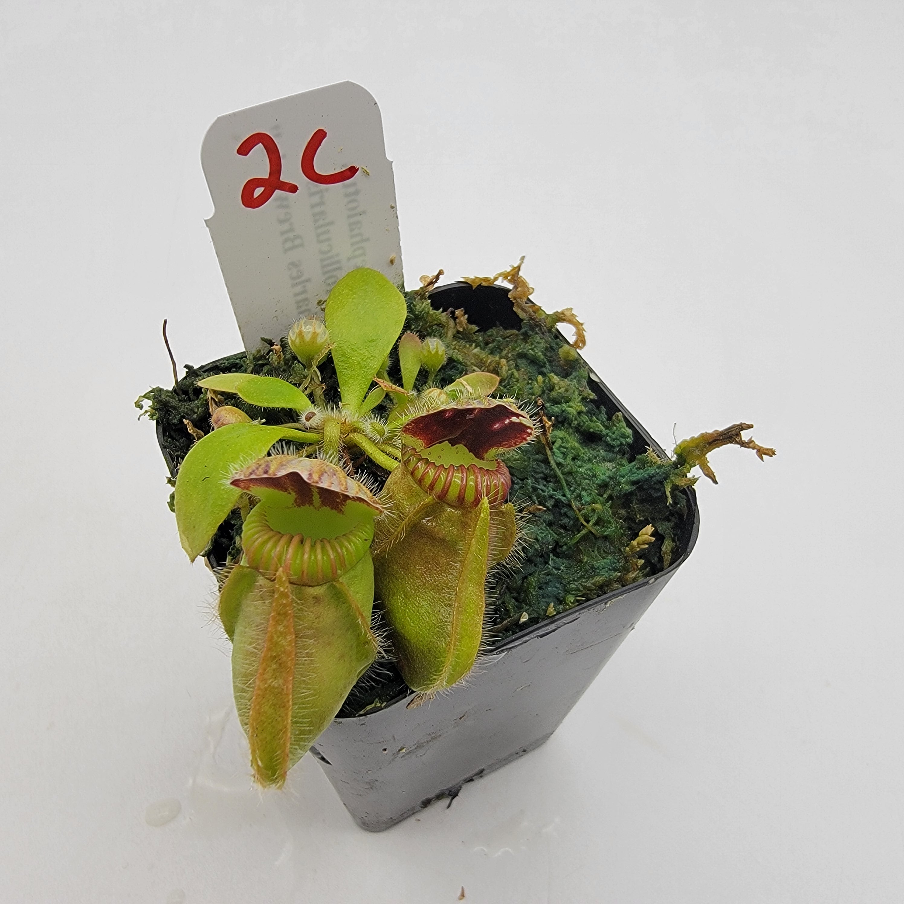 Cephalotus follicularis "Charles Brewer's" clone WCB (1C-16C) -Cephalotus -Rainbow Carnivorous Plants LLC