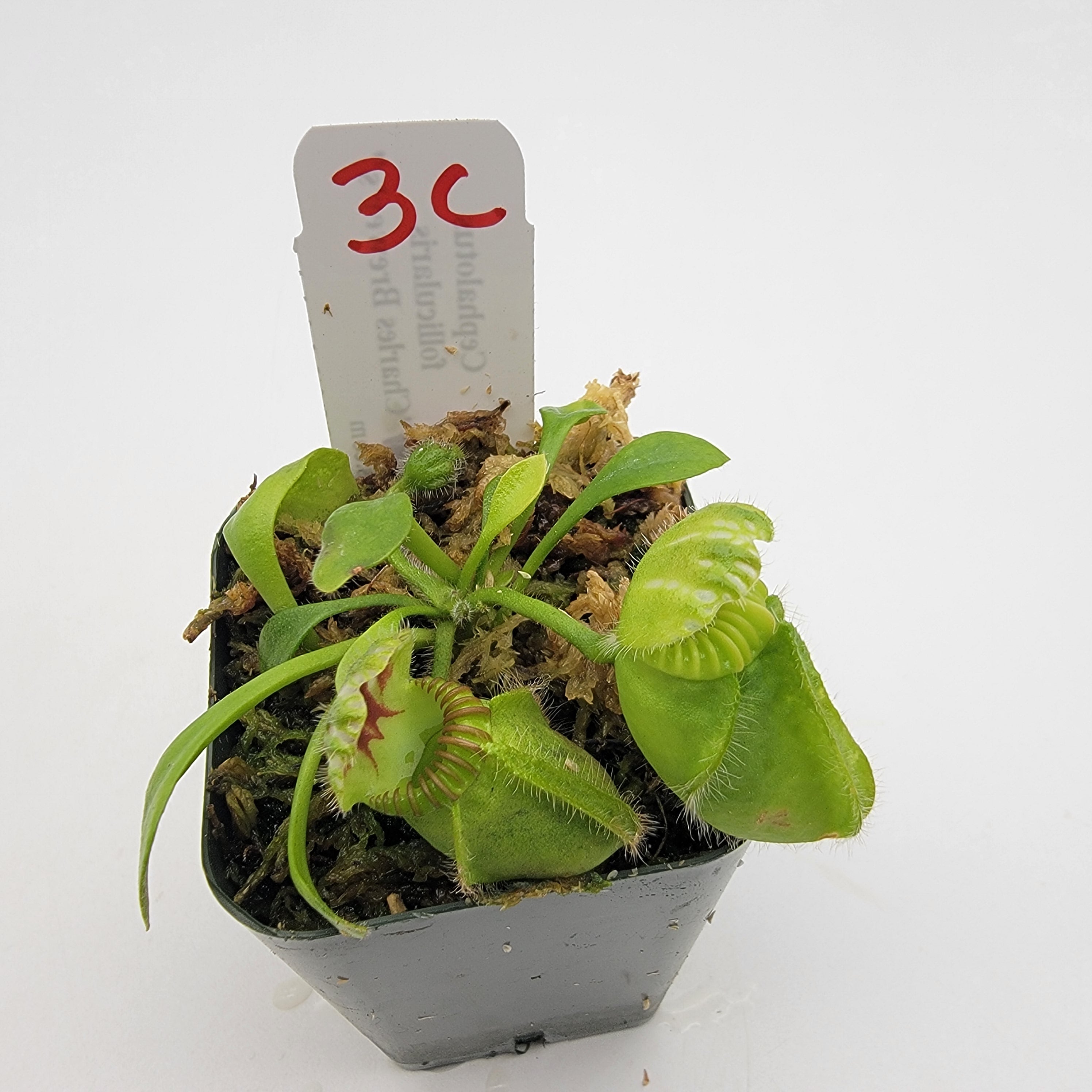 Cephalotus follicularis "Charles Brewer's" clone WCB (1C-16C) -Cephalotus -Rainbow Carnivorous Plants LLC