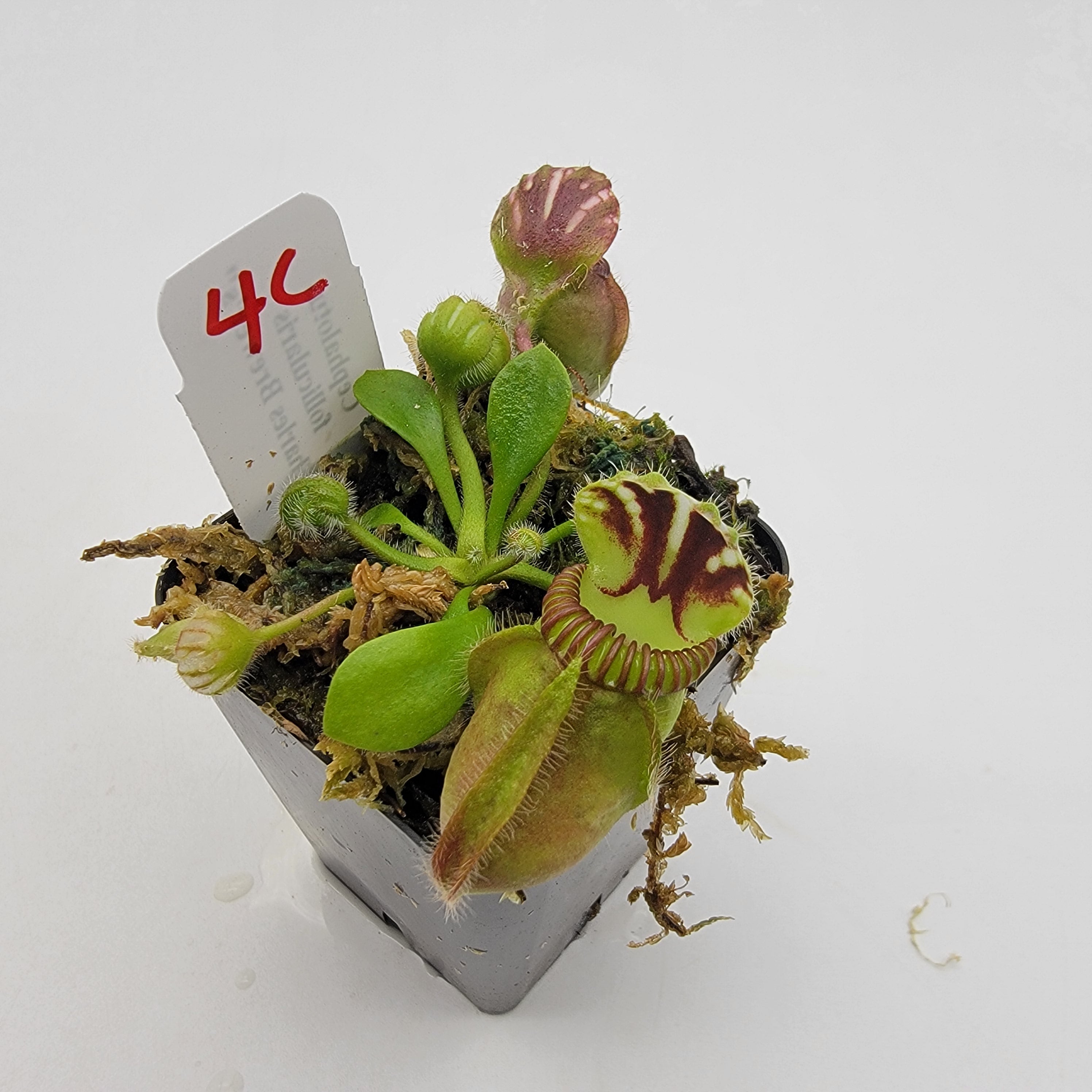 Cephalotus follicularis "Charles Brewer's" clone WCB (1C-16C) -Cephalotus -Rainbow Carnivorous Plants LLC