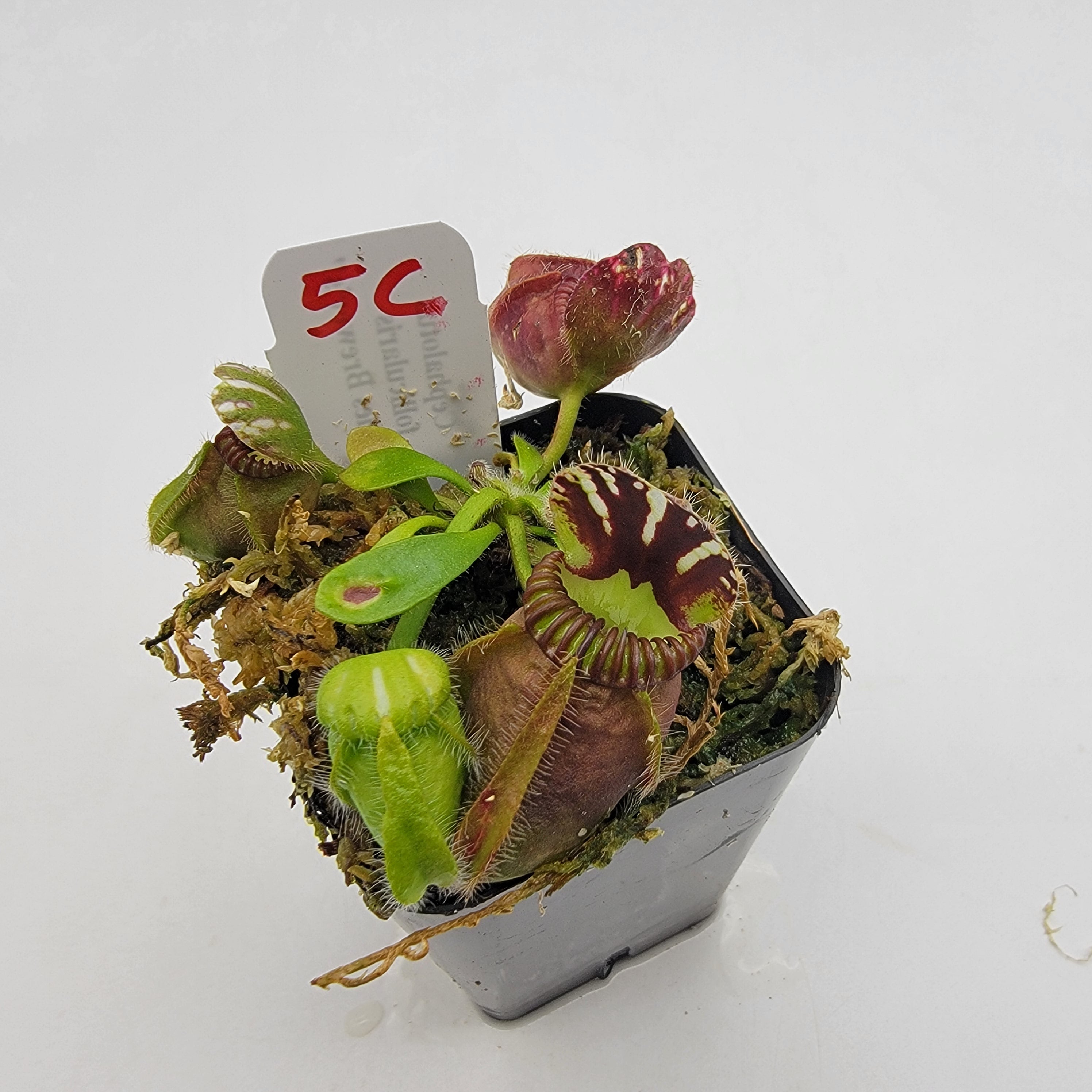 Cephalotus follicularis "Charles Brewer's" clone WCB (1C-16C) -Cephalotus -Rainbow Carnivorous Plants LLC