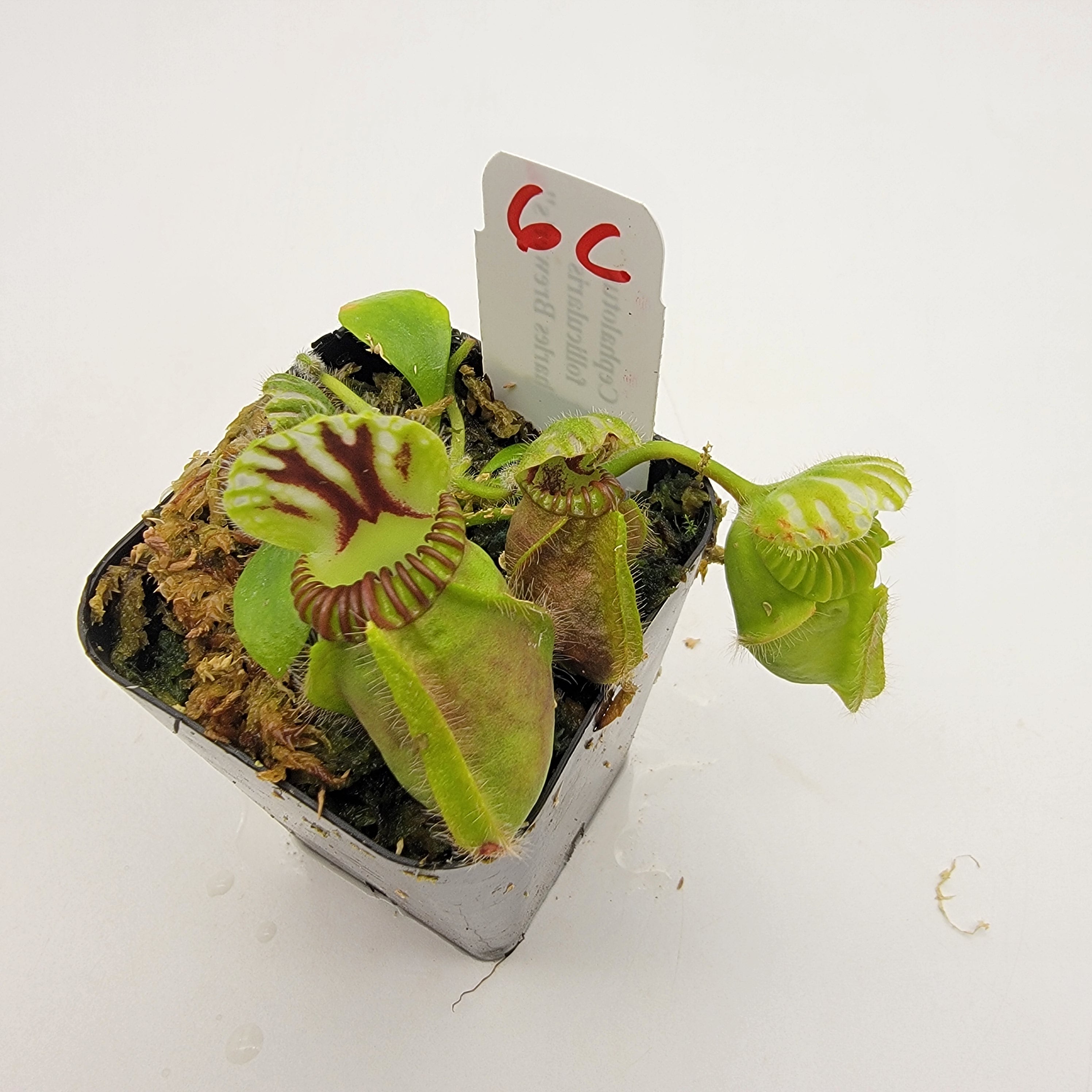 Cephalotus follicularis "Charles Brewer's" clone WCB (1C-16C) -Cephalotus -Rainbow Carnivorous Plants LLC