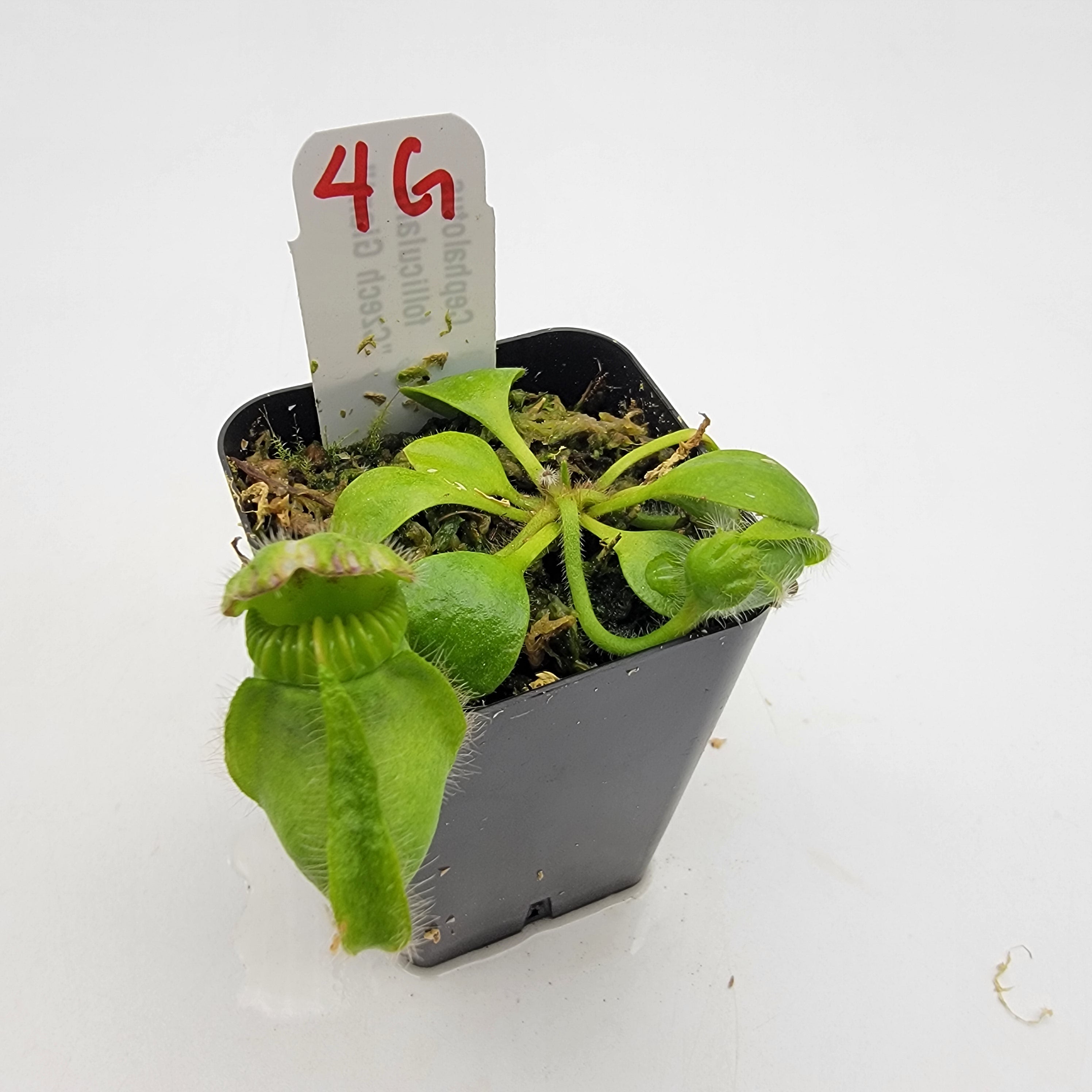 Cephalotus follicularis "Czech Giant" (WCZG-4G/12G) -Cephalotus -Rainbow Carnivorous Plants LLC