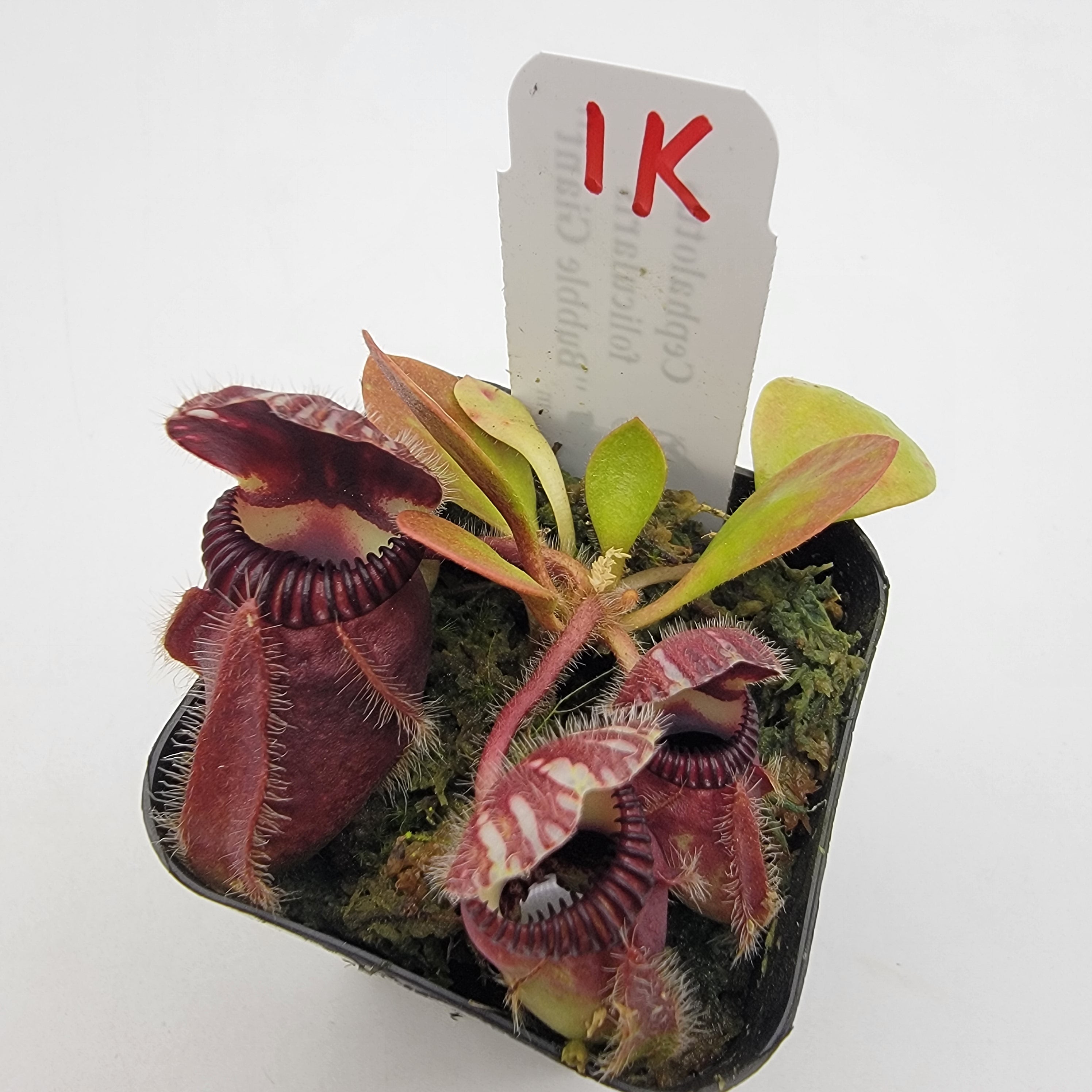 Cephalotus follicularis "Bubble Giant" WBG (1K-9K) -Cephalotus -Rainbow Carnivorous Plants LLC