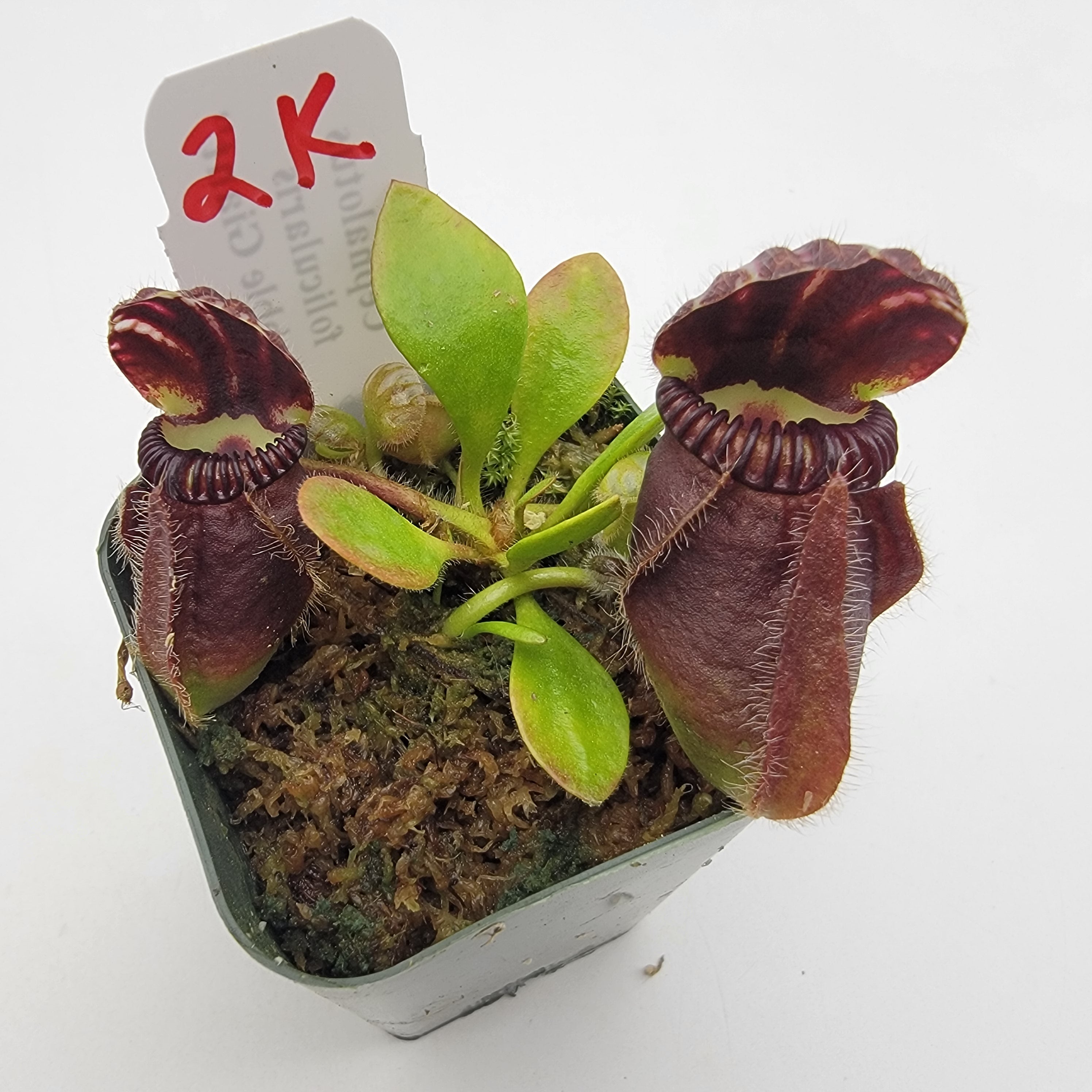 その他観葉植物 Cephalotus follicularis`GermanGiant' C.C Cephalotus follicularis 