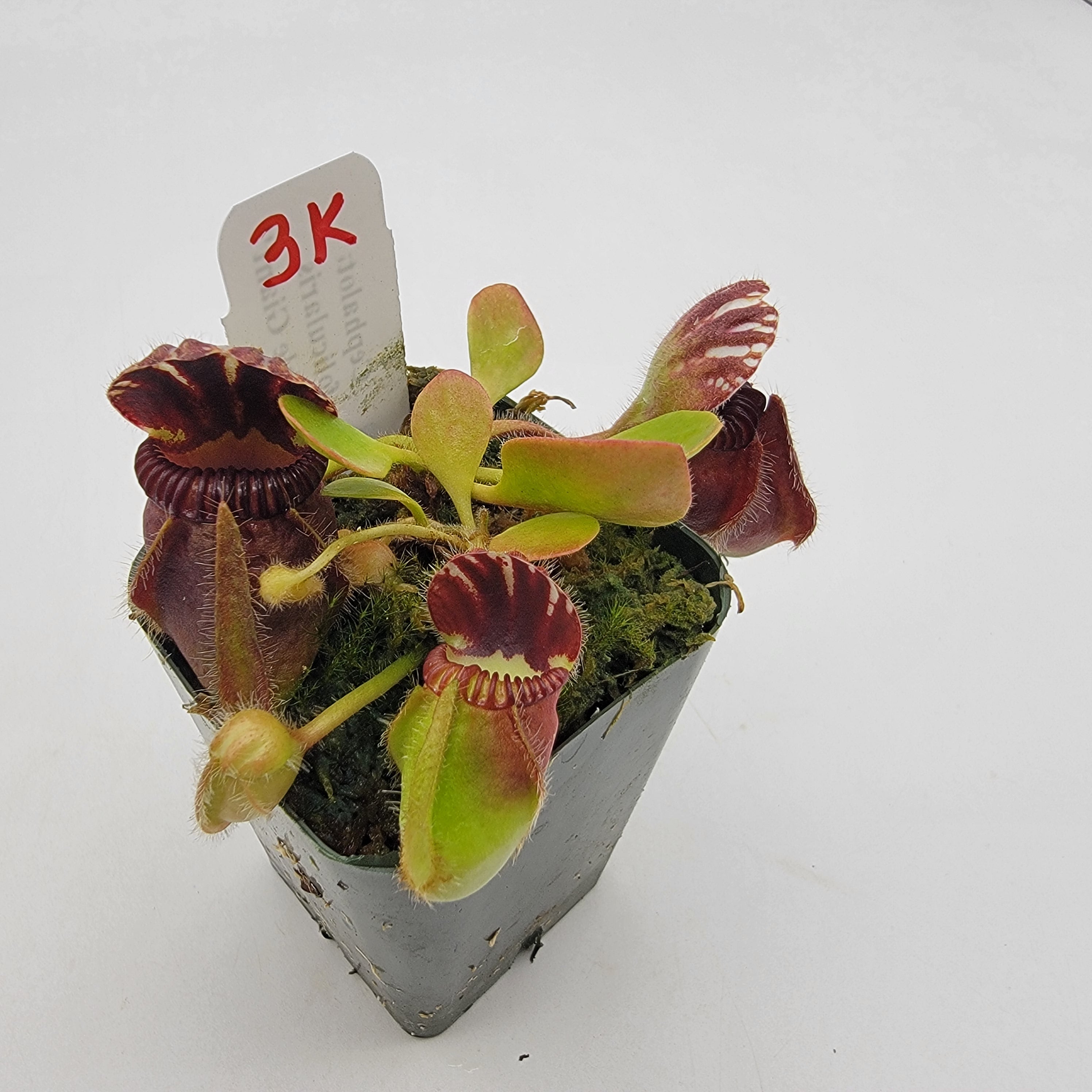 Cephalotus follicularis "Bubble Giant" WBG (1K-9K) -Cephalotus -Rainbow Carnivorous Plants LLC