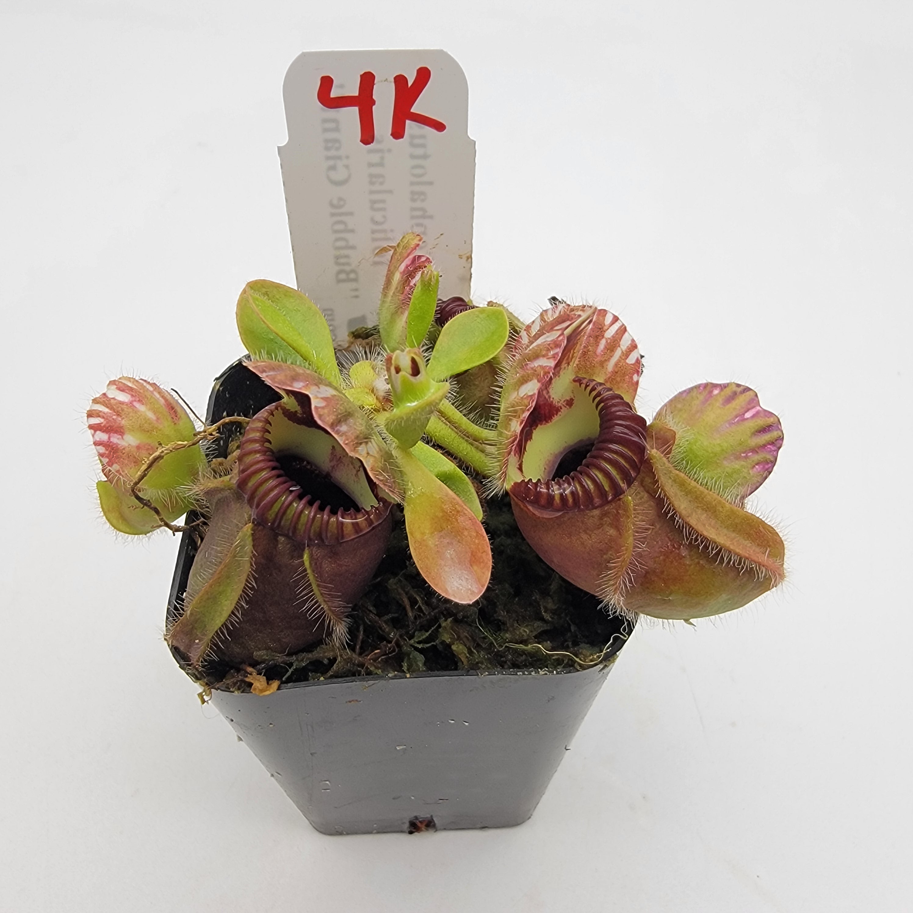 Cephalotus follicularis "Bubble Giant" WBG (1K-9K) -Cephalotus -Rainbow Carnivorous Plants LLC