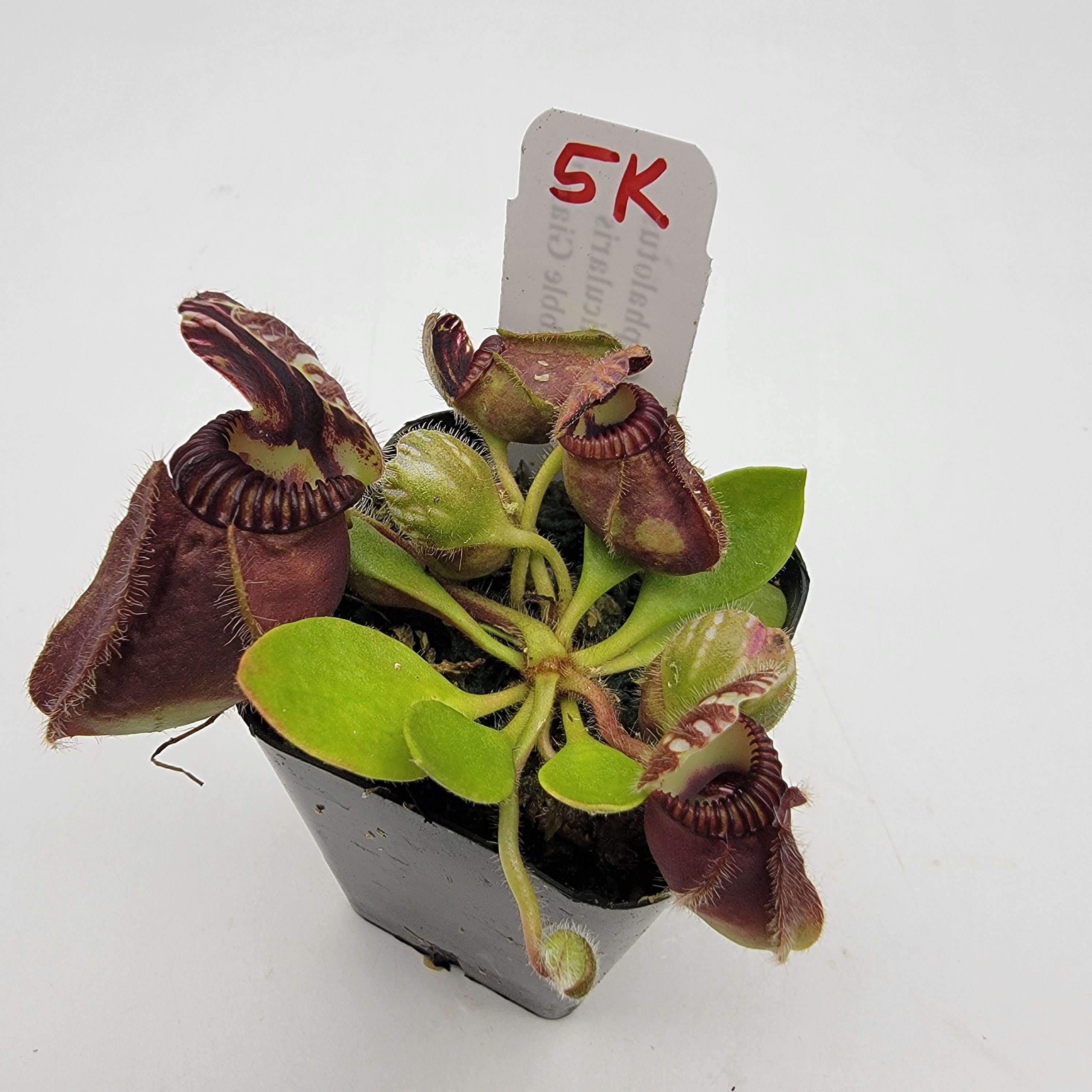 Cephalotus follicularis "Bubble Giant" WBG (1K-9K) -Cephalotus -Rainbow Carnivorous Plants LLC