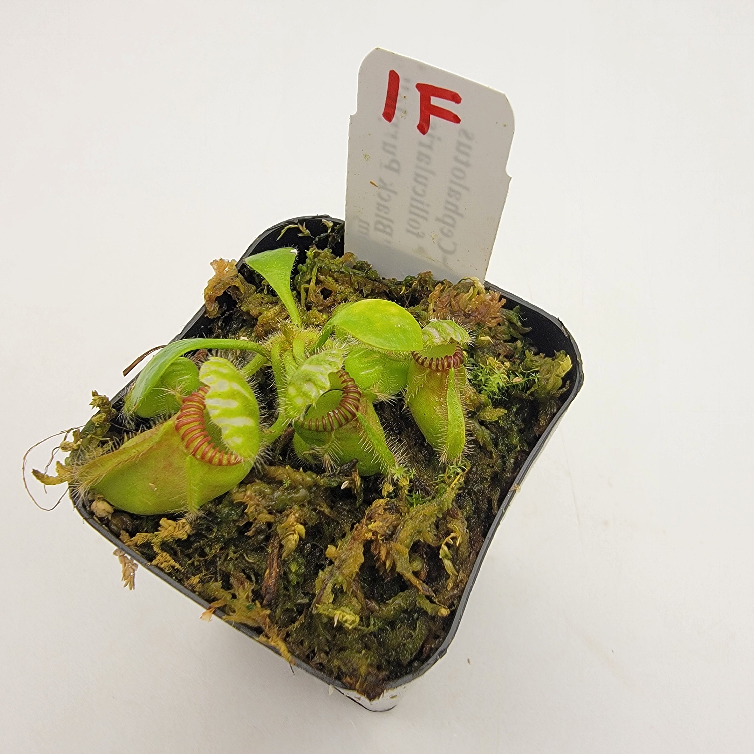 Cephalotus follicularis "Black Purple" WBP (1F-5F) -Cephalotus -Rainbow Carnivorous Plants LLC
