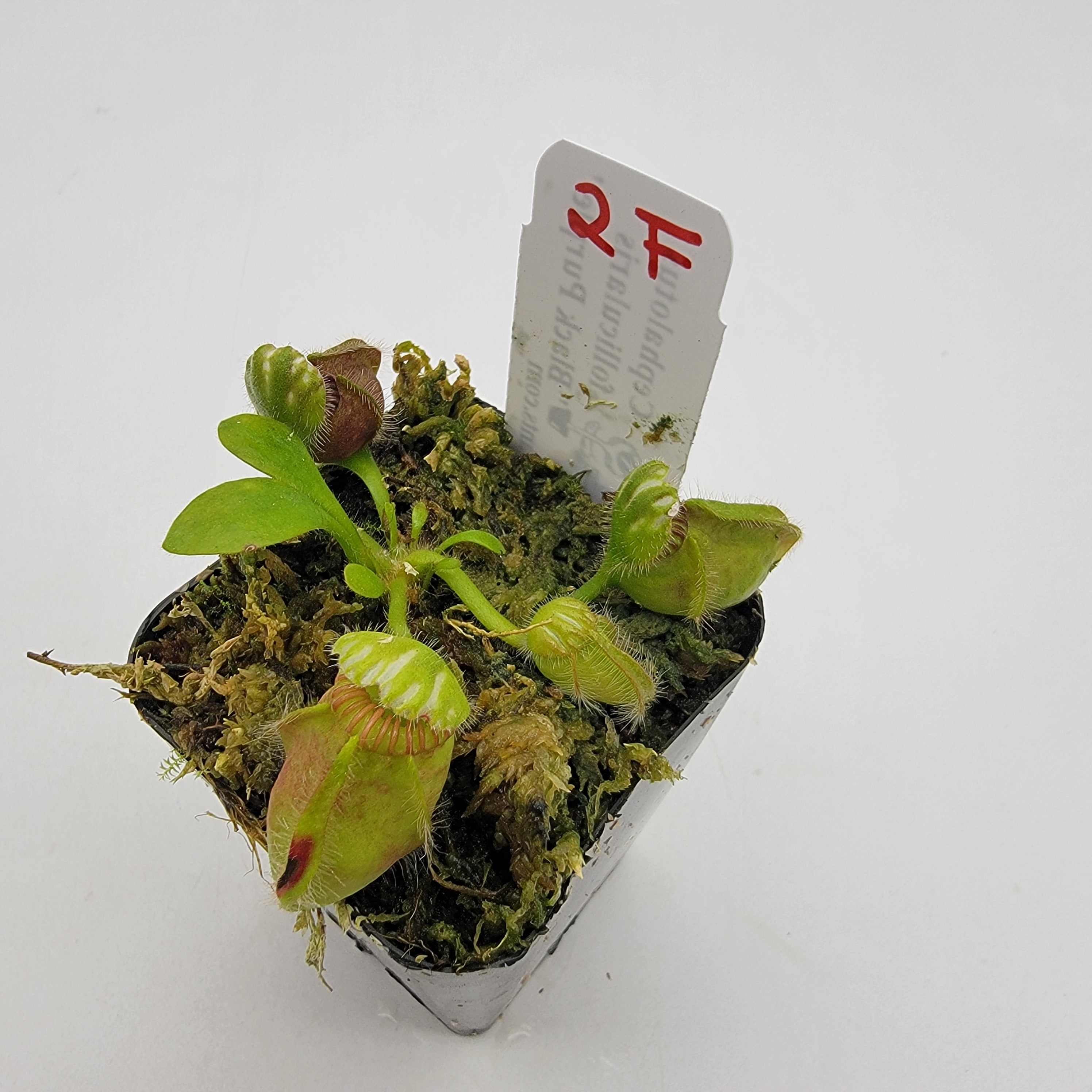 Cephalotus follicularis "Black Purple" WBP (1F-5F) -Cephalotus -Rainbow Carnivorous Plants LLC