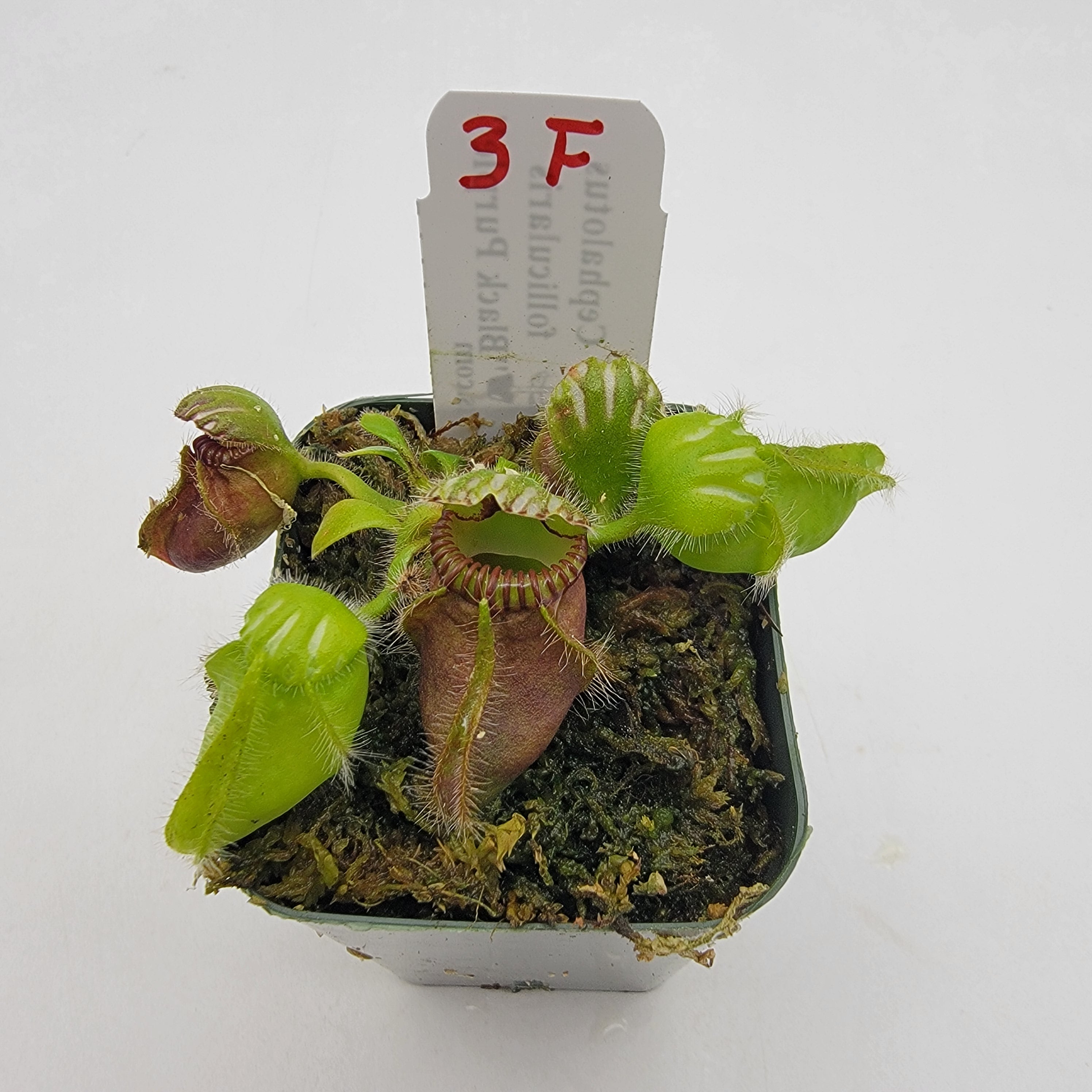 Cephalotus follicularis "Black Purple" WBP (1F-5F) -Cephalotus -Rainbow Carnivorous Plants LLC