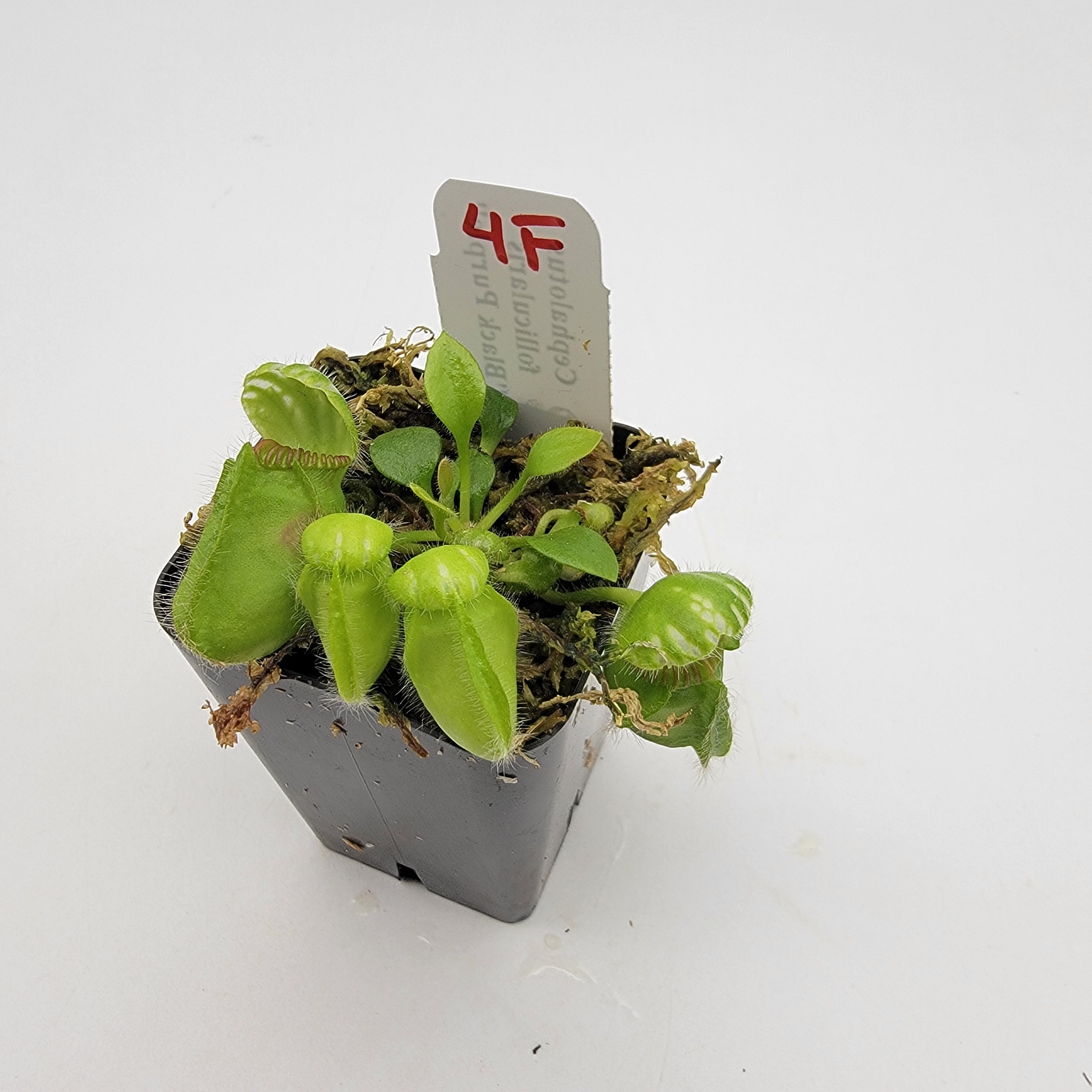 Cephalotus follicularis "Black Purple" WBP (1F-5F) -Cephalotus -Rainbow Carnivorous Plants LLC