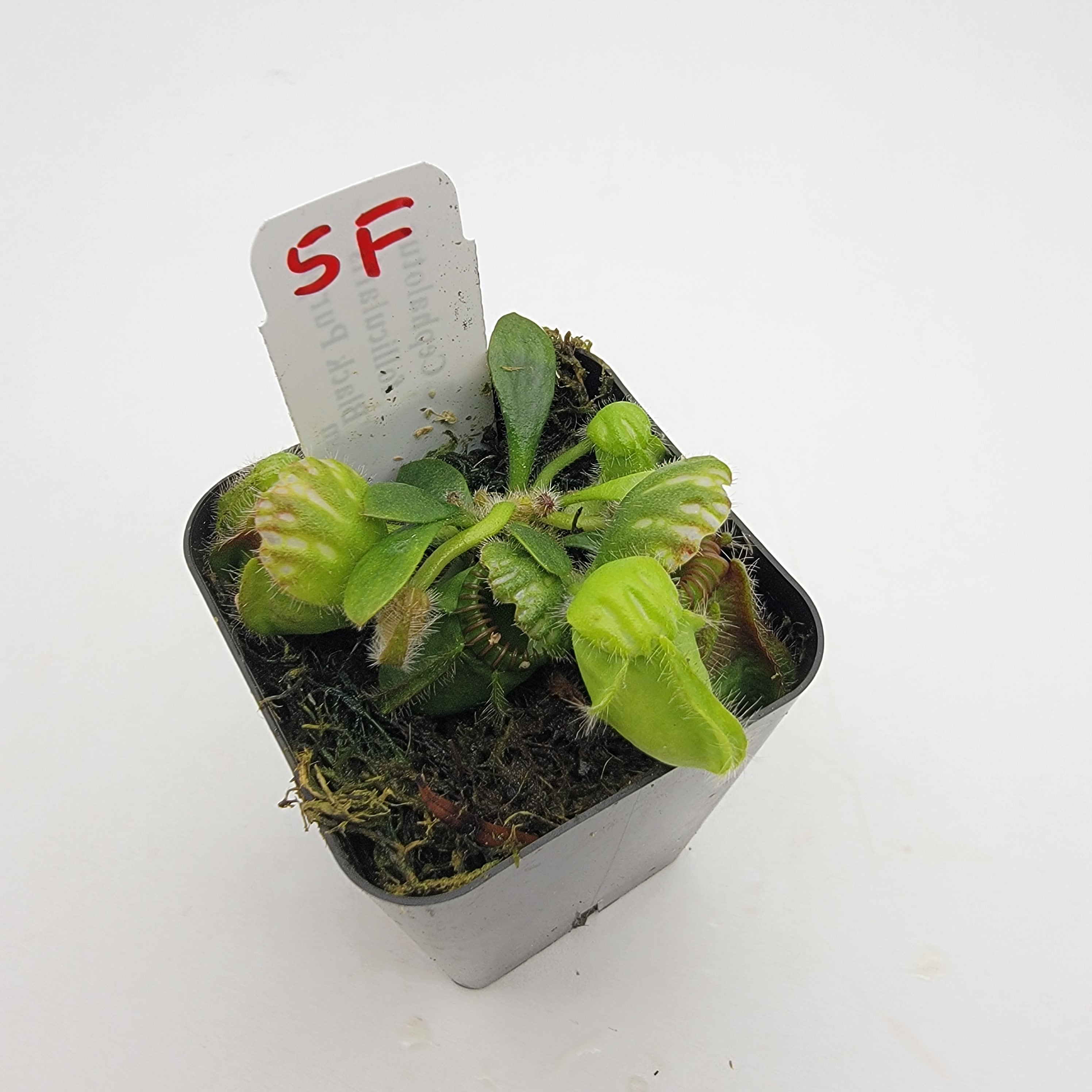 Cephalotus follicularis "Black Purple" WBP (1F-5F) -Cephalotus -Rainbow Carnivorous Plants LLC