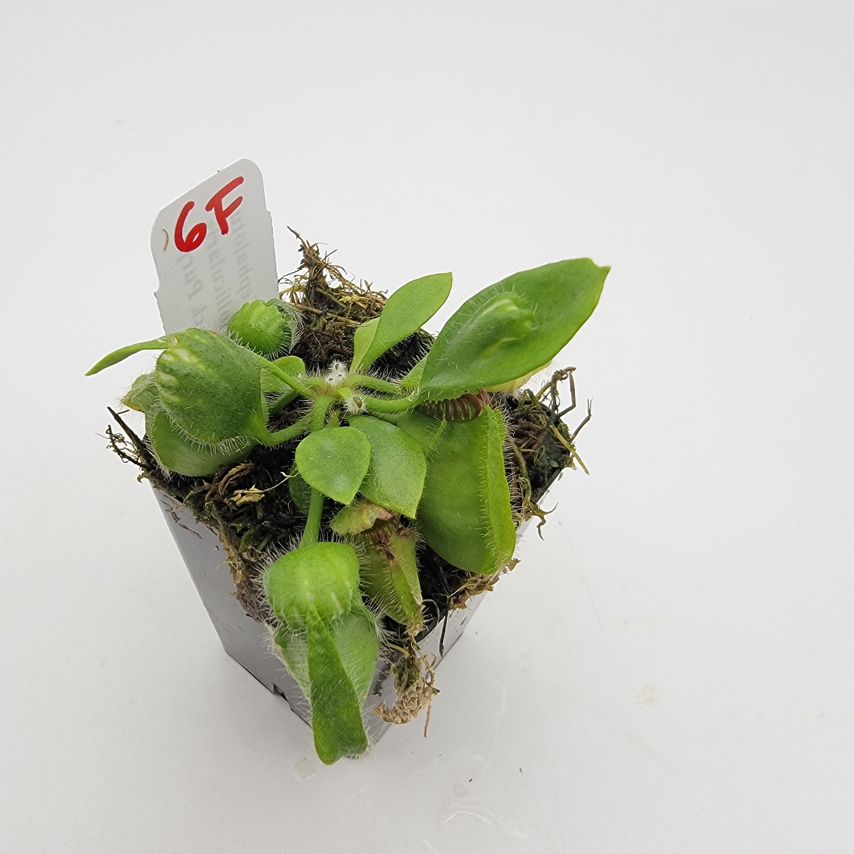 Cephalotus follicularis "Black Purple" WBP (1F-5F) -Cephalotus -Rainbow Carnivorous Plants LLC