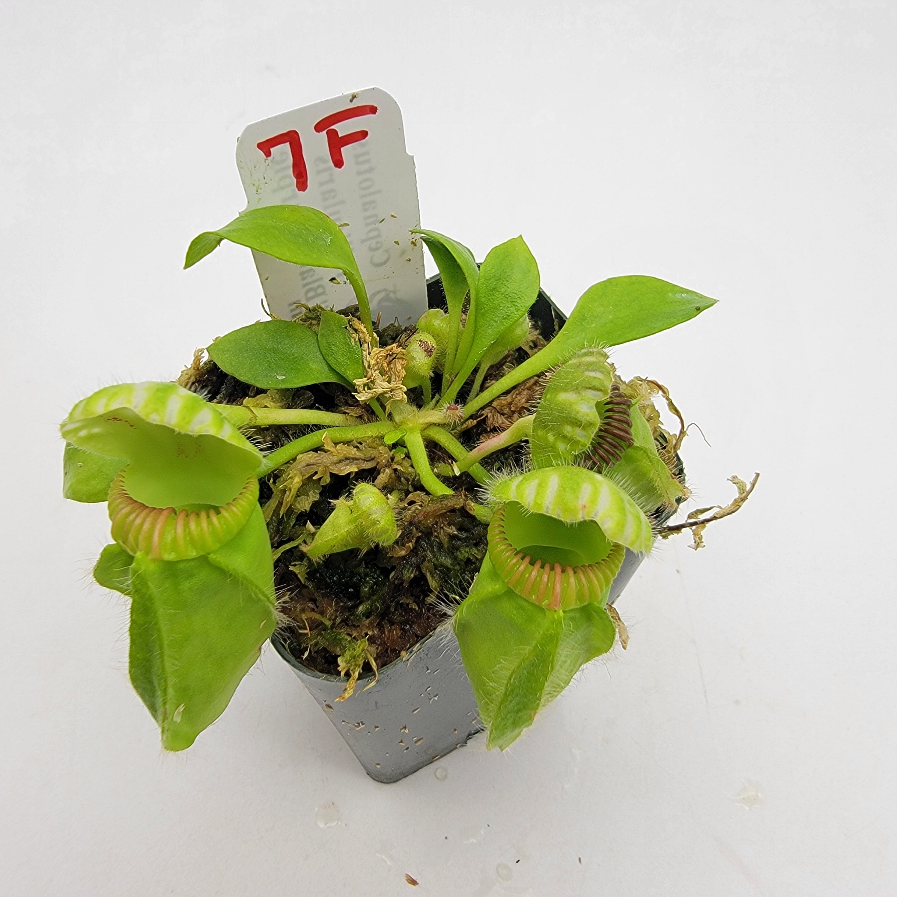 Cephalotus follicularis "Black Purple" WBP (1F-5F) -Cephalotus -Rainbow Carnivorous Plants LLC