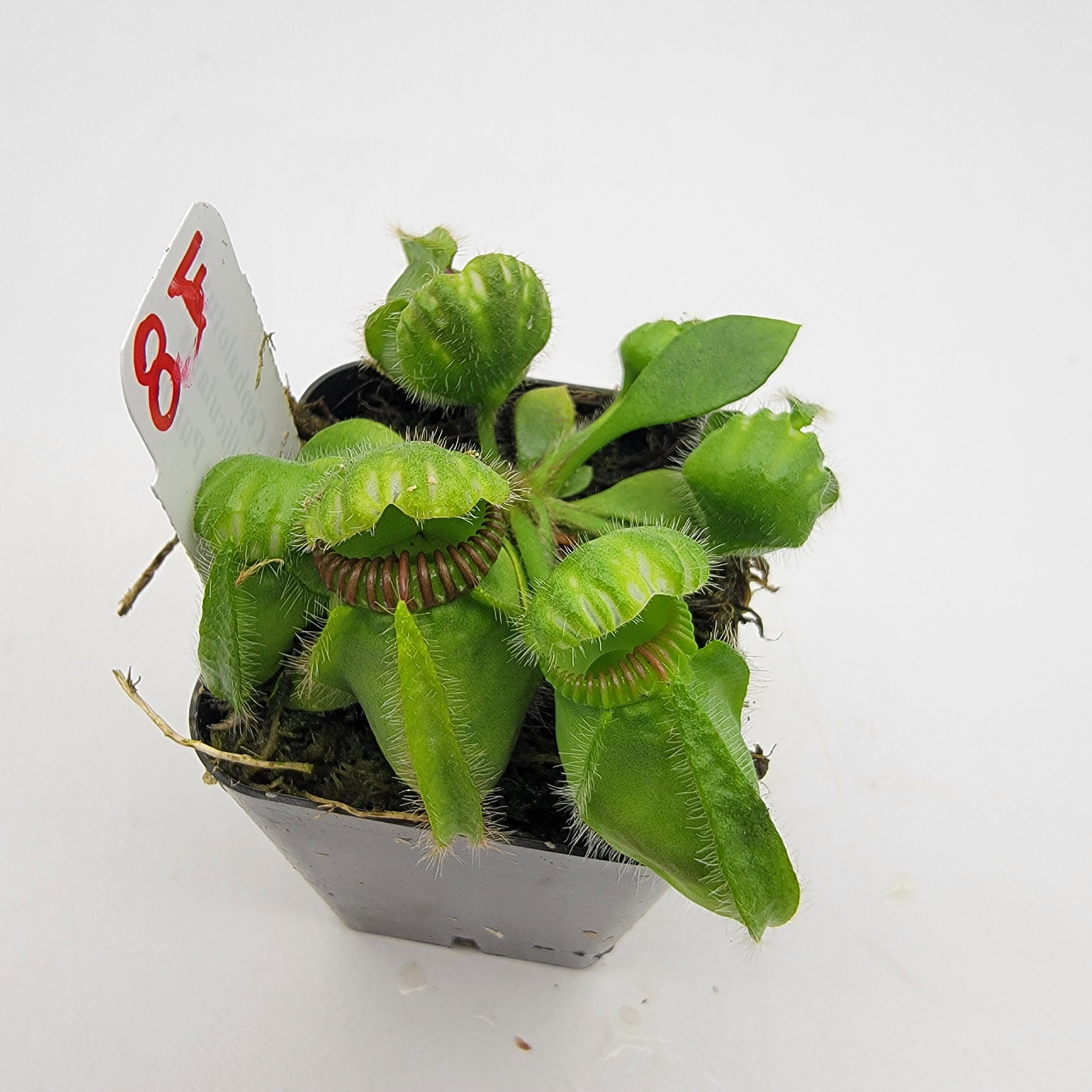 Cephalotus follicularis "Black Purple" WBP (1F-5F) -Cephalotus -Rainbow Carnivorous Plants LLC