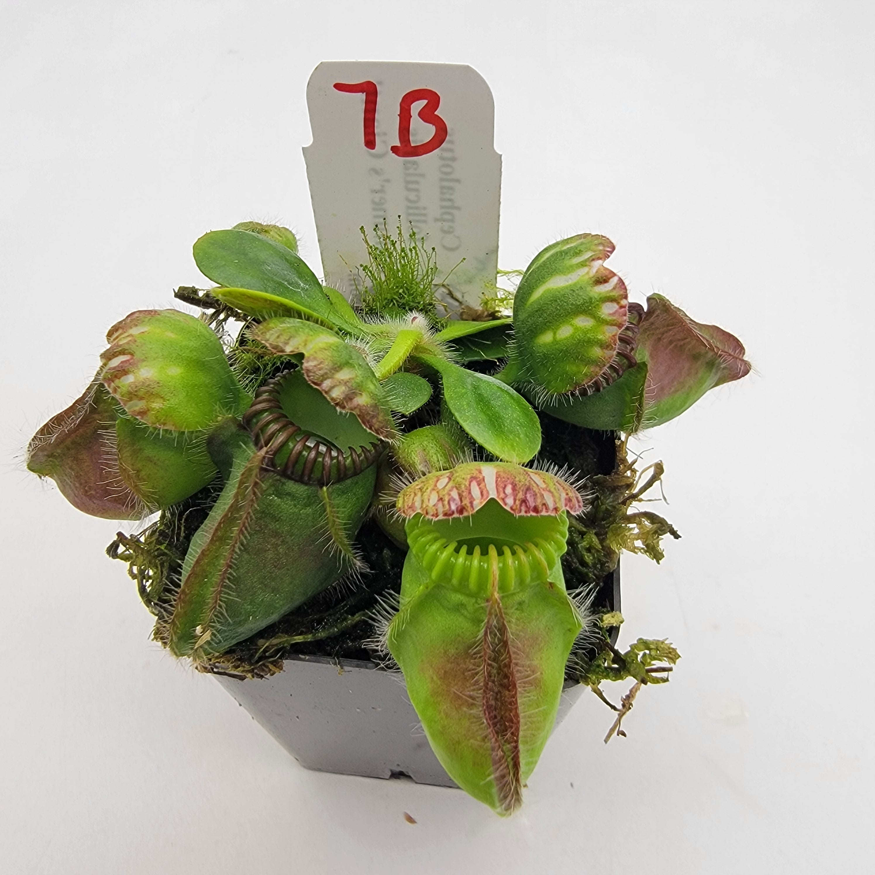 Cephalotus follicularis 'Hummer's Giant' WHG (1B-20B) -Cephalotus -Rainbow Carnivorous Plants LLC