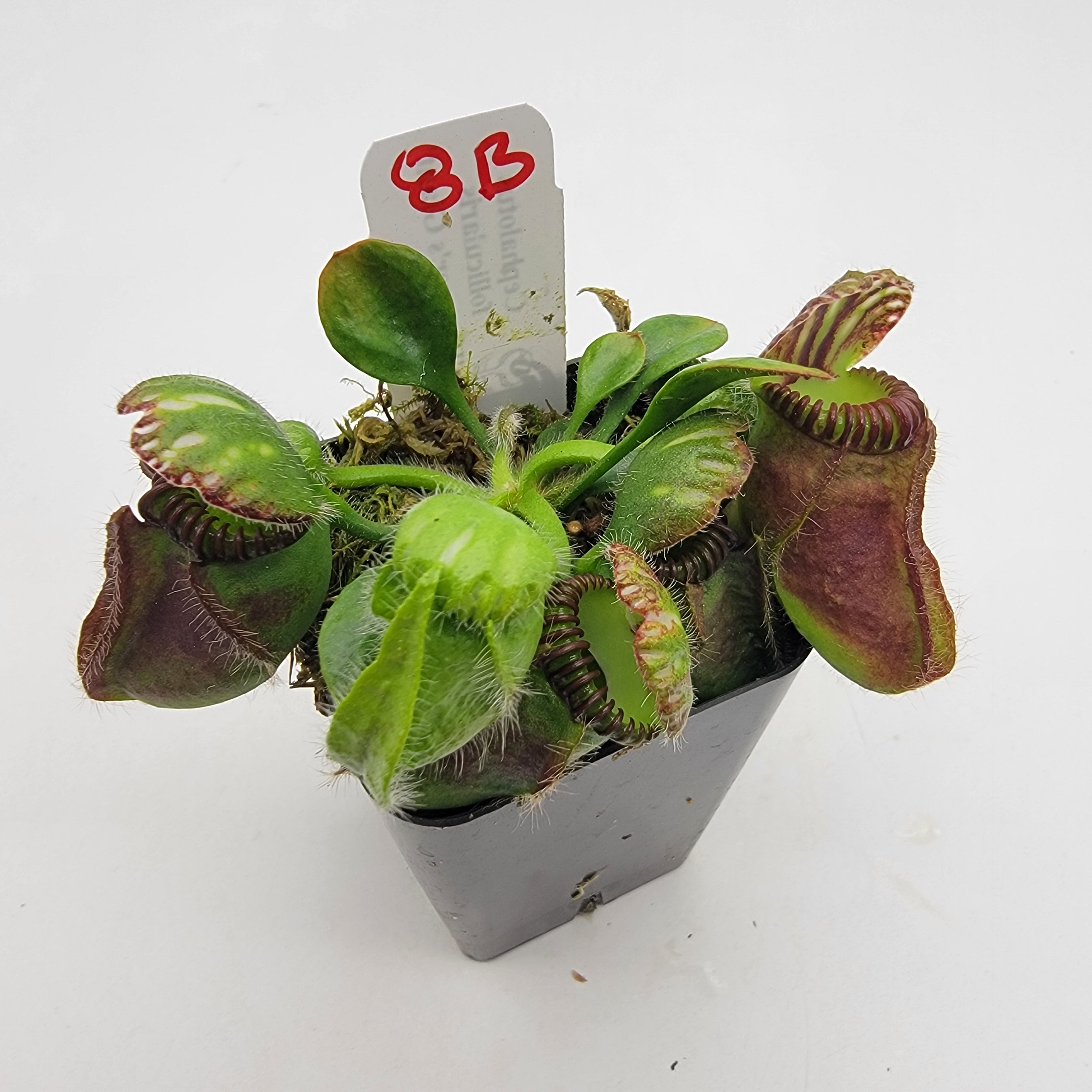 Cephalotus follicularis 'Hummer's Giant' WHG (1B-20B) -Cephalotus -Rainbow Carnivorous Plants LLC