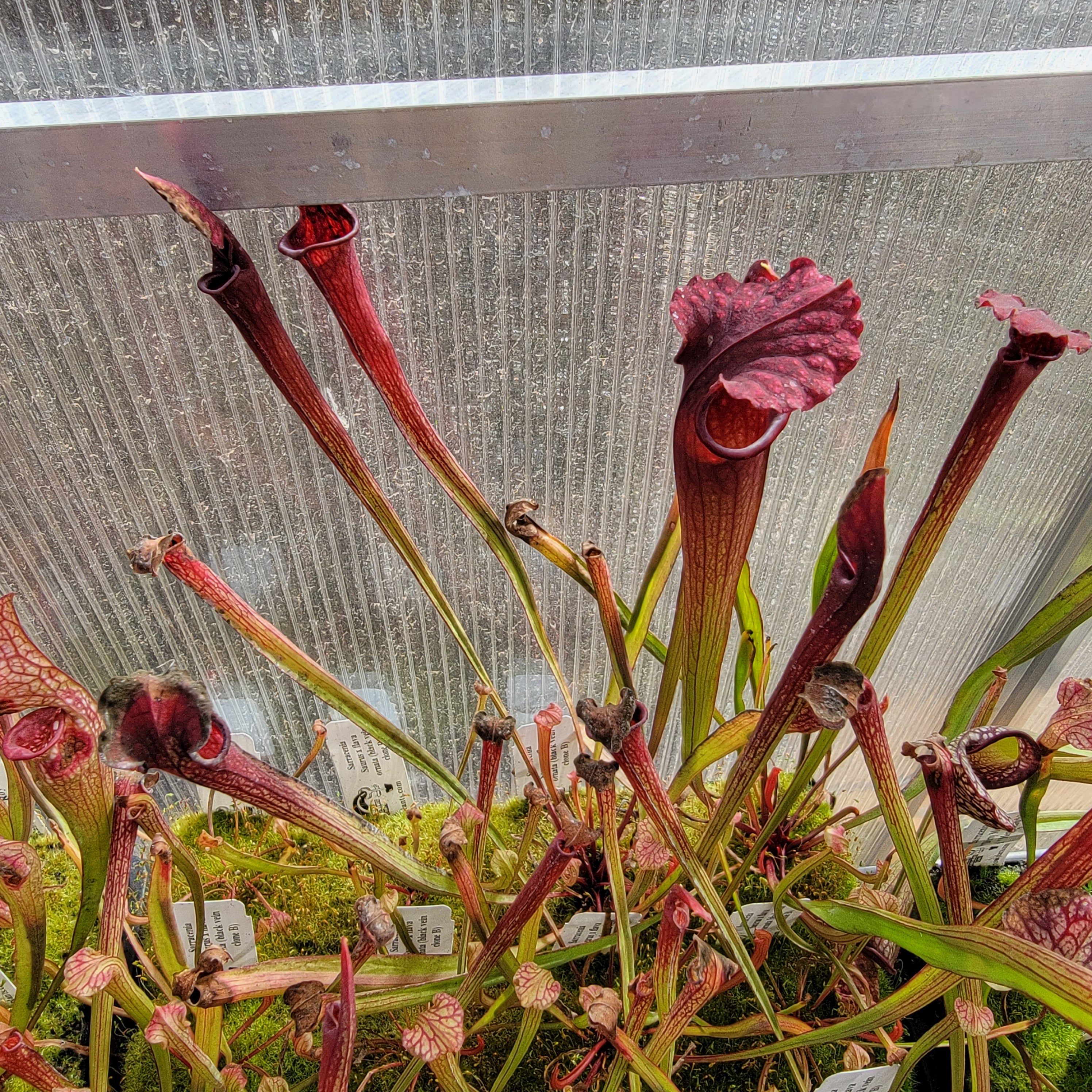Sarracenia 'Saurus' x flava ornata
