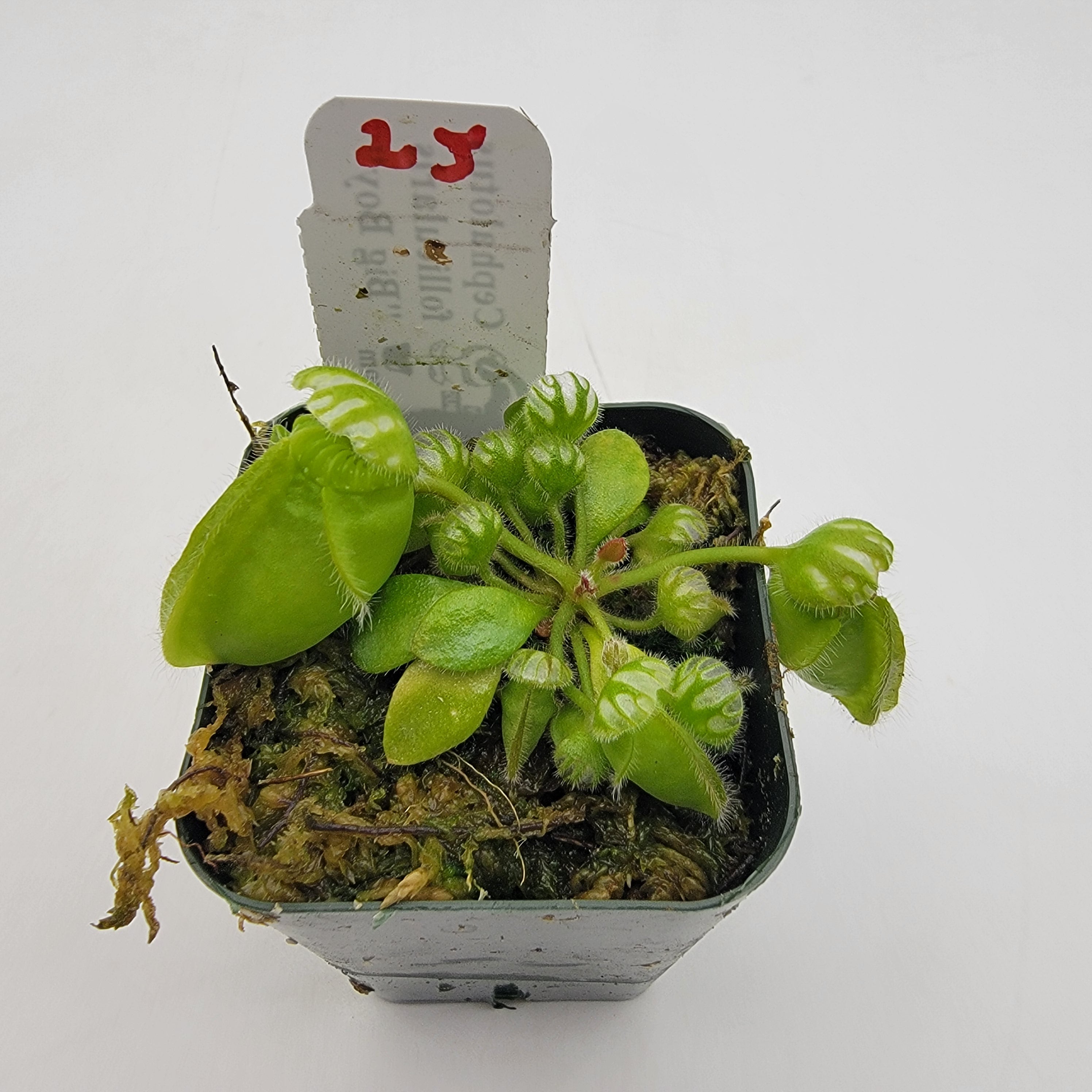 Cephalotus follicularis "Big Boy" WBB-(1J-9J)