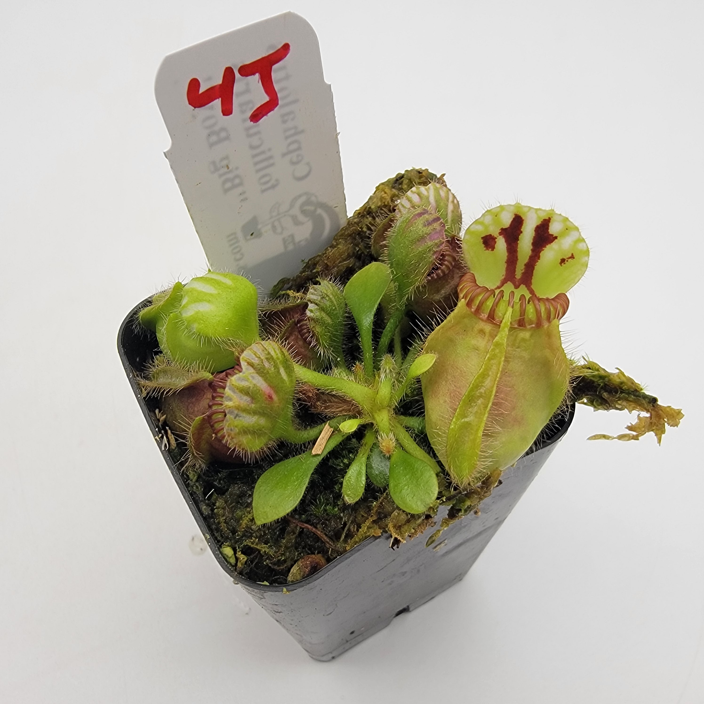 Cephalotus follicularis 