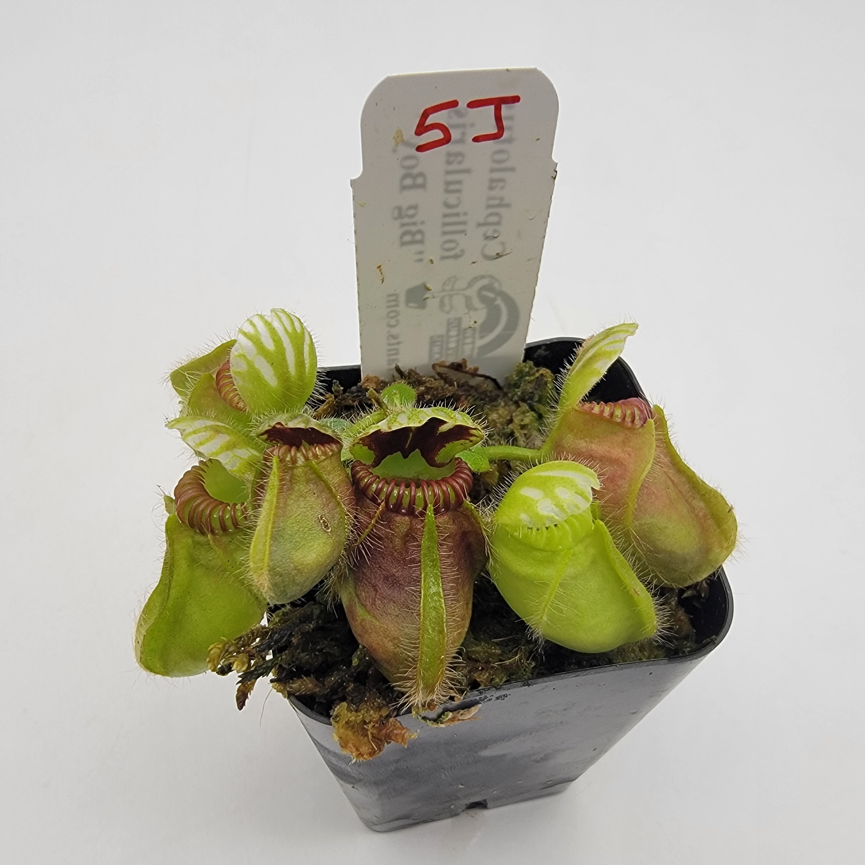 Cephalotus follicularis HMZ×SOHG Cephalotus follicularis - Superhive (formerly Blender Market)