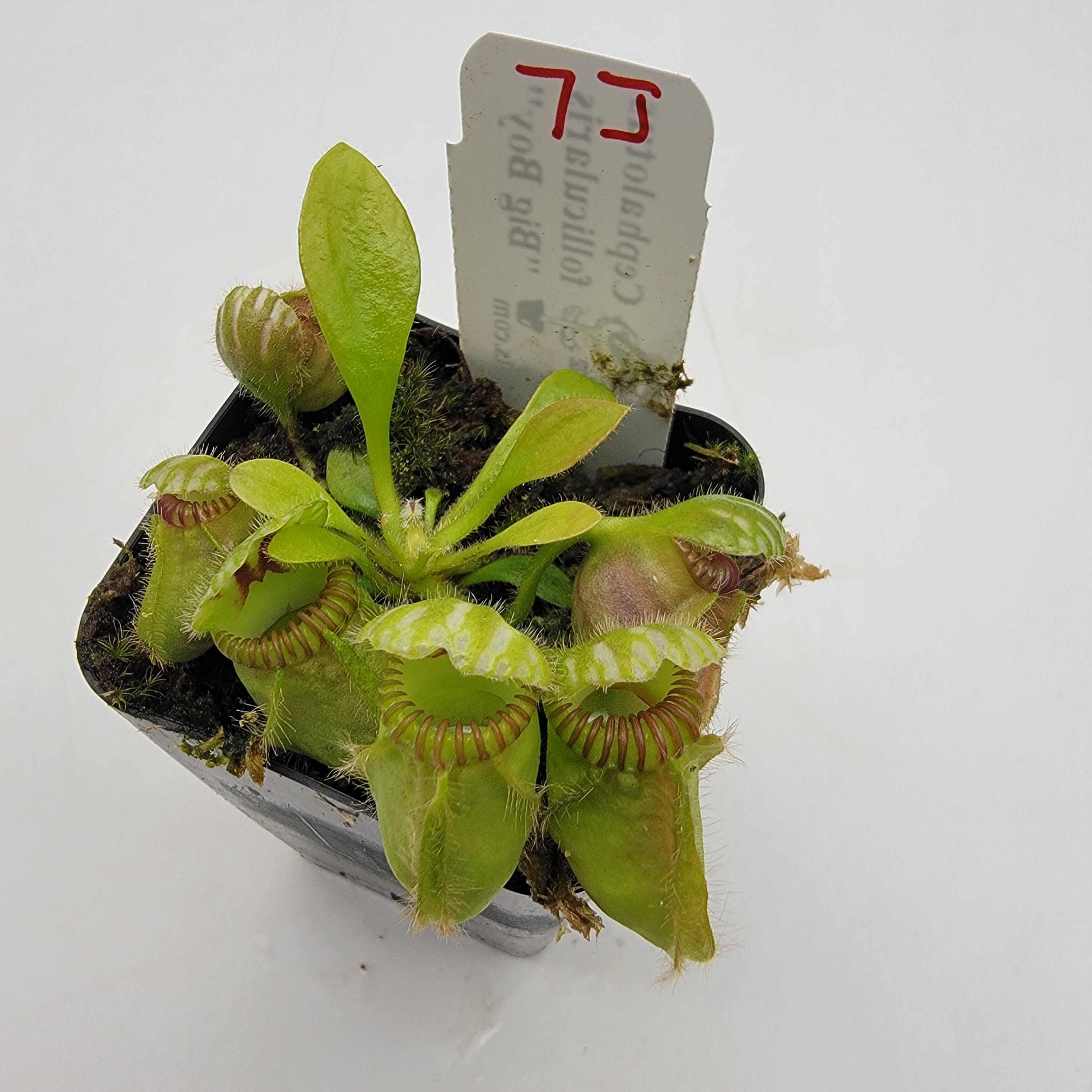 Cephalotus follicularis "Big Boy" WBB-(1J-9J)