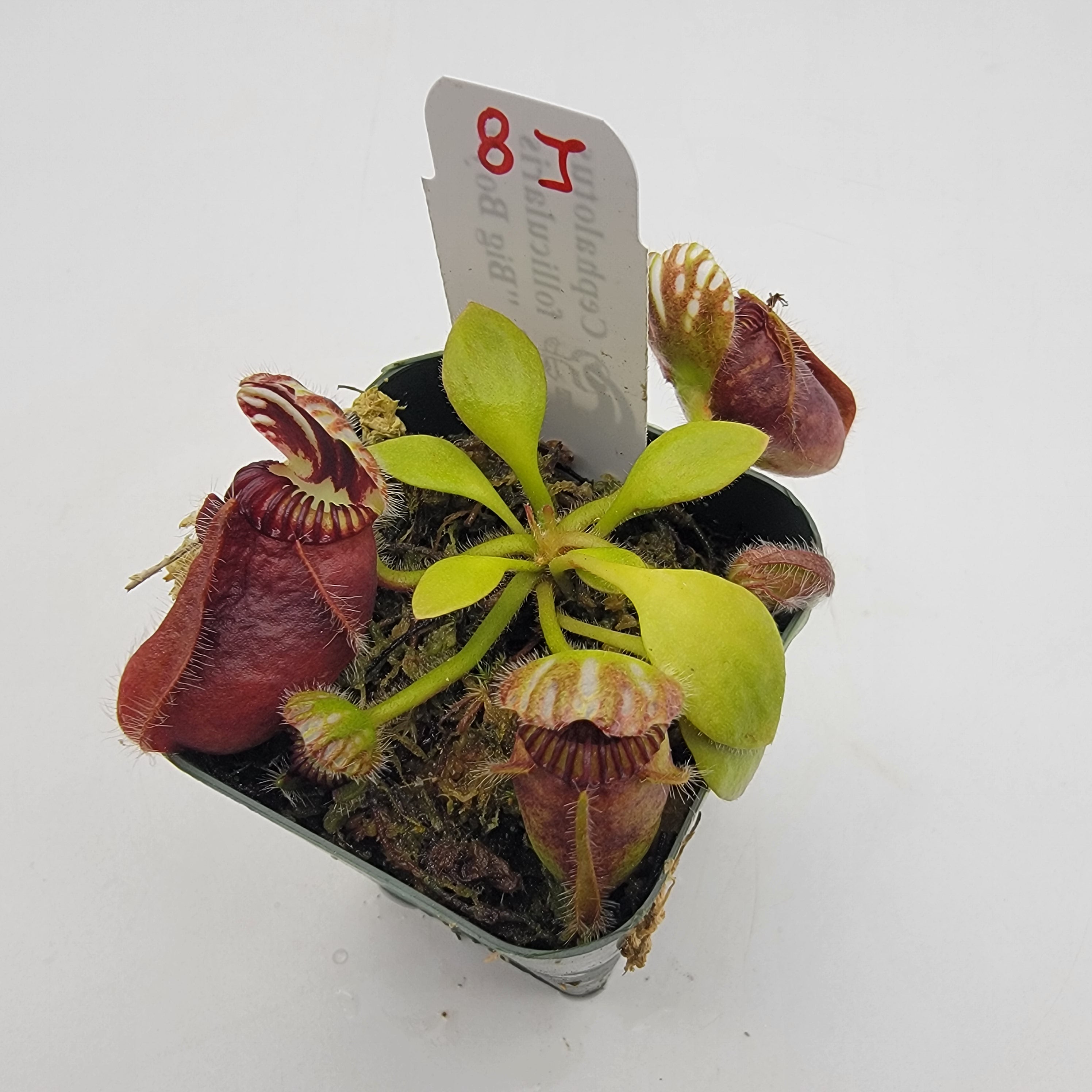 Cephalotus follicularis 