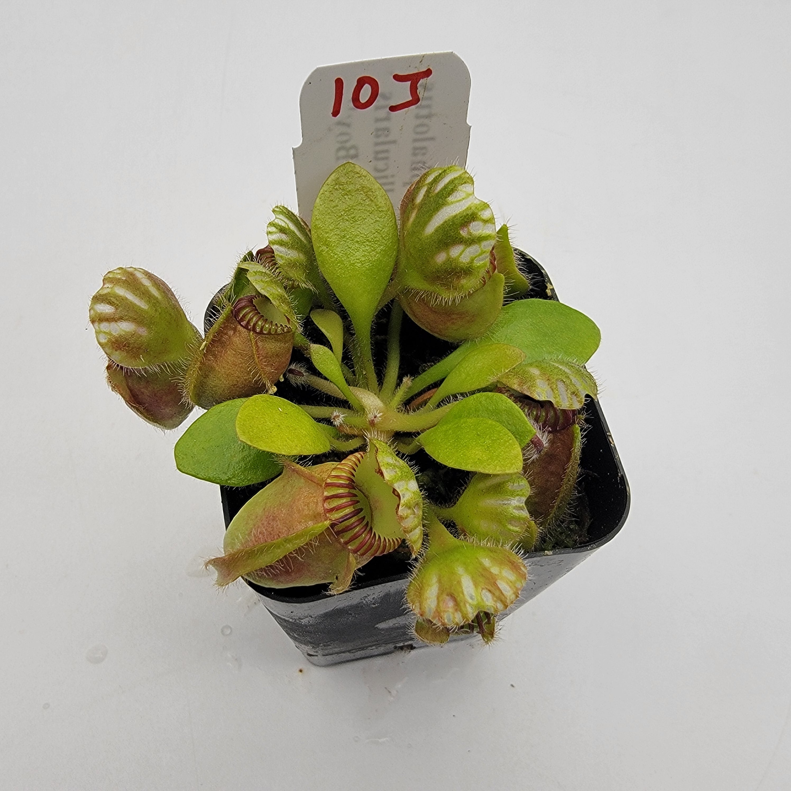 Cephalotus follicularis "Big Boy" WBB-(1J-9J)