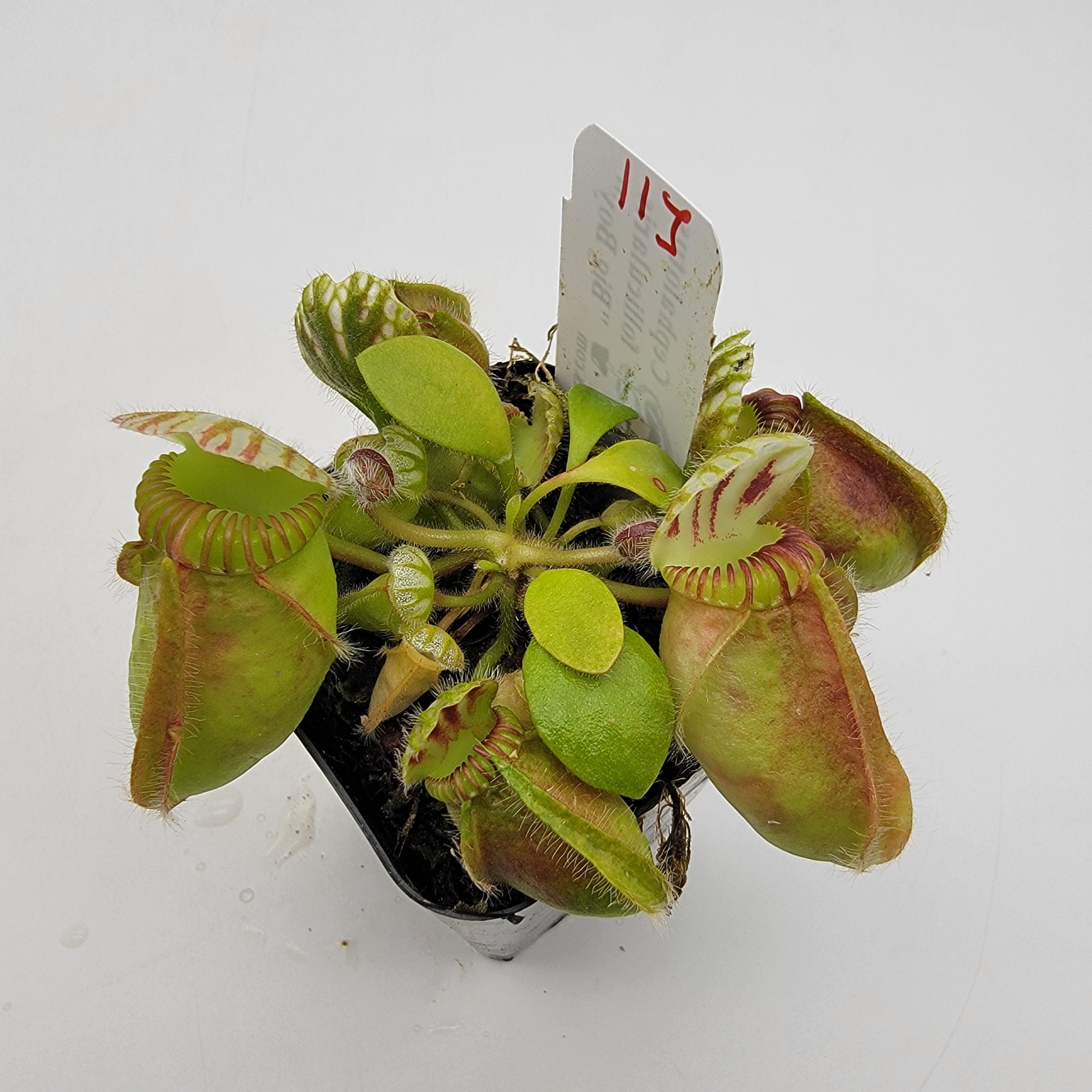 Cephalotus follicularis "Big Boy" WBB-(1J-9J)