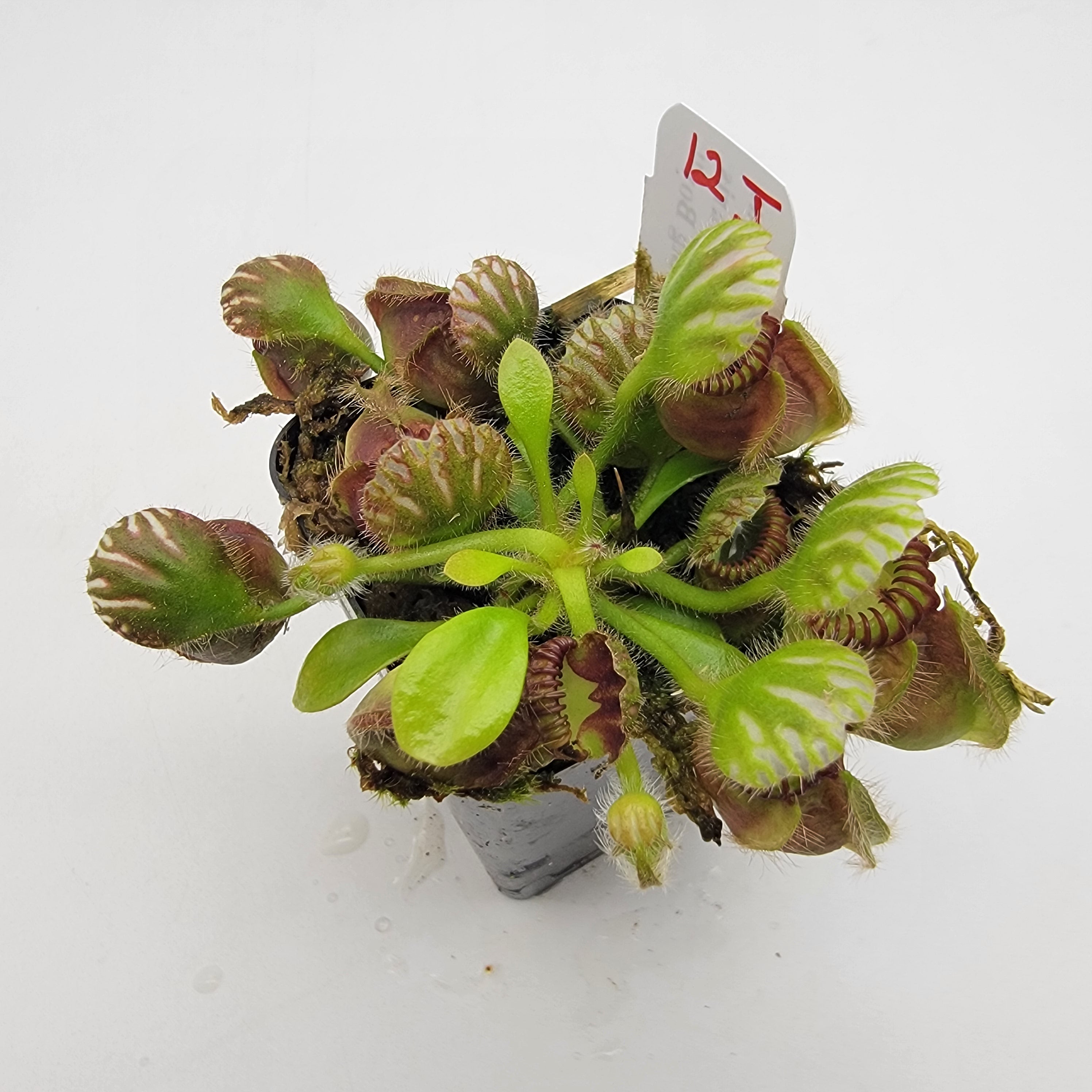 Cephalotus follicularis 